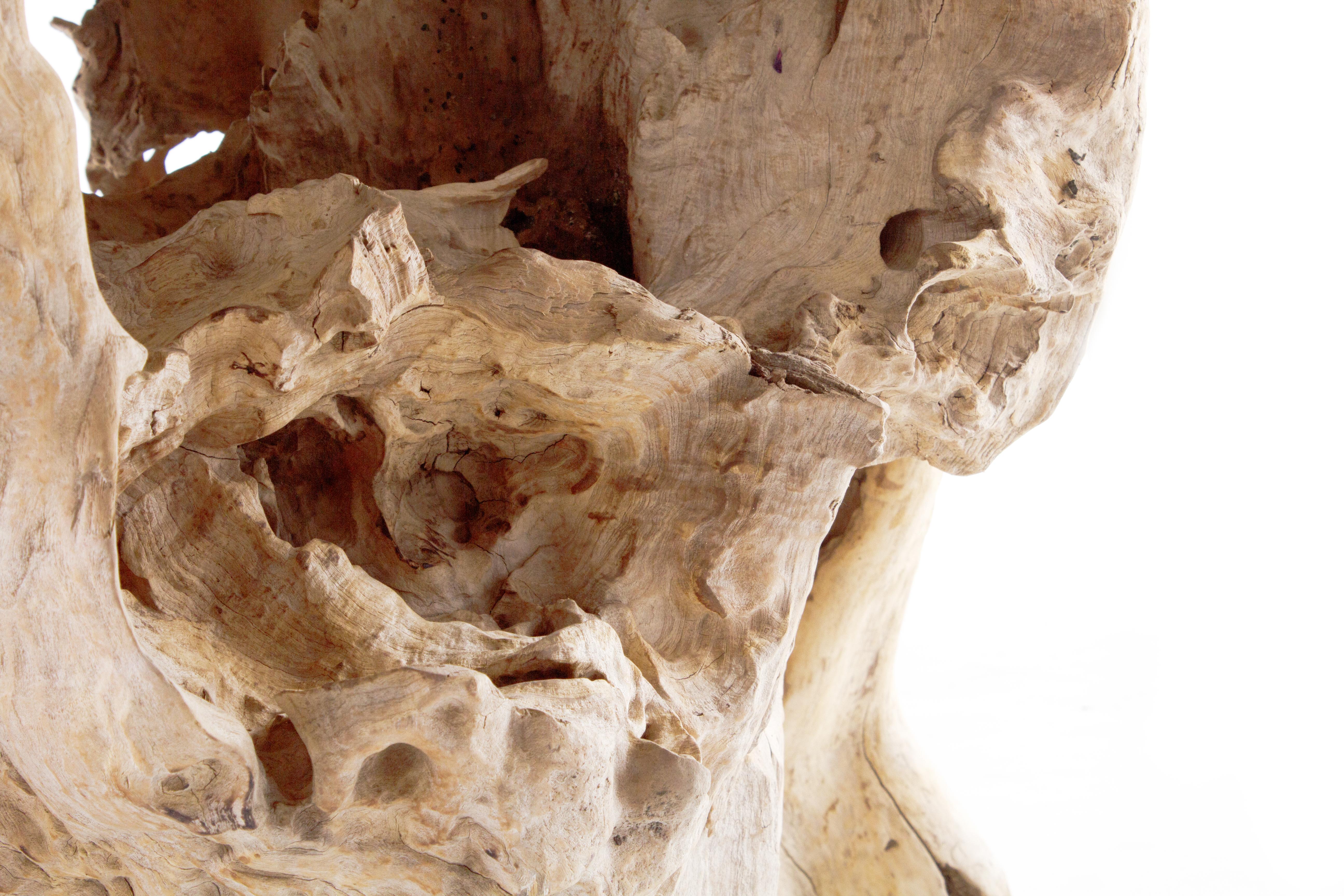 20th Century Organic Form Teak Root Base