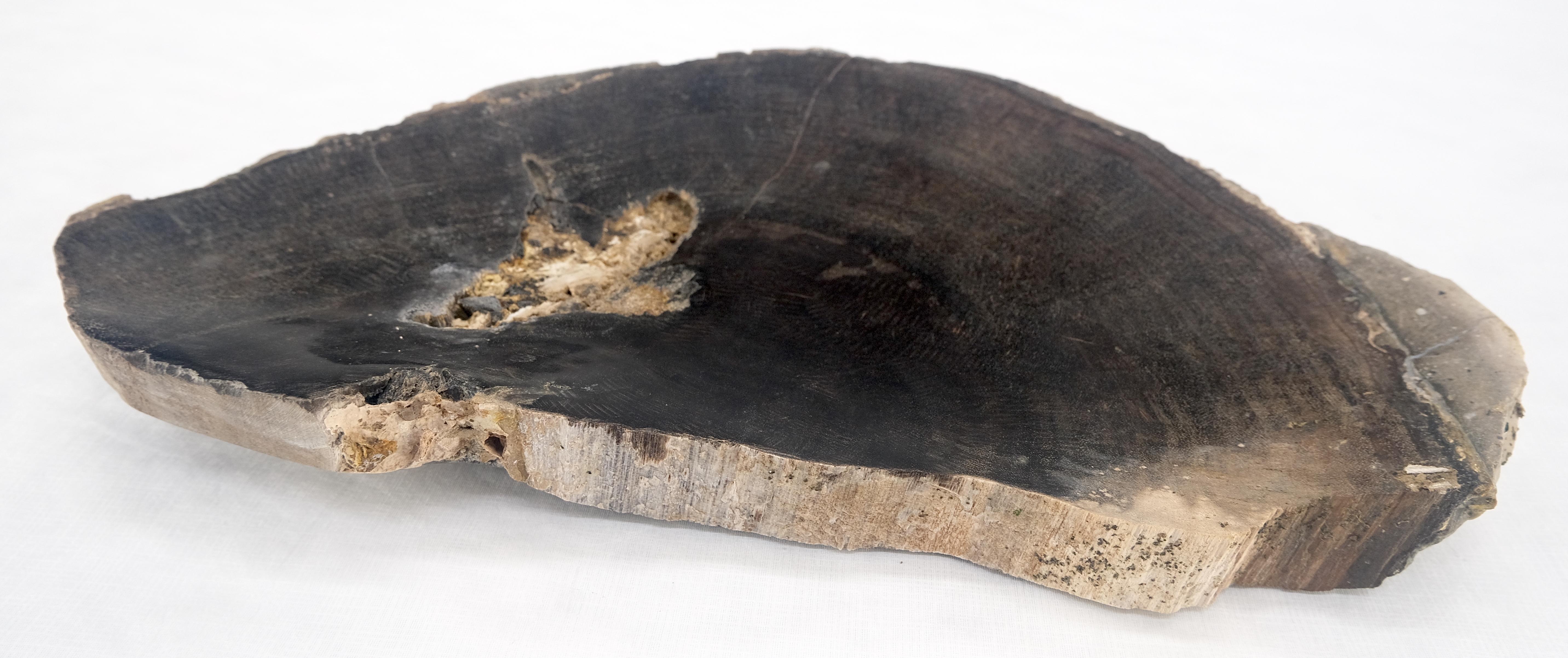 Organic Half Runde Form Schwarz & Tan versteinertes Holz Tablett Schüssel Teller Aschenbecher (Versteinertes Holz) im Angebot