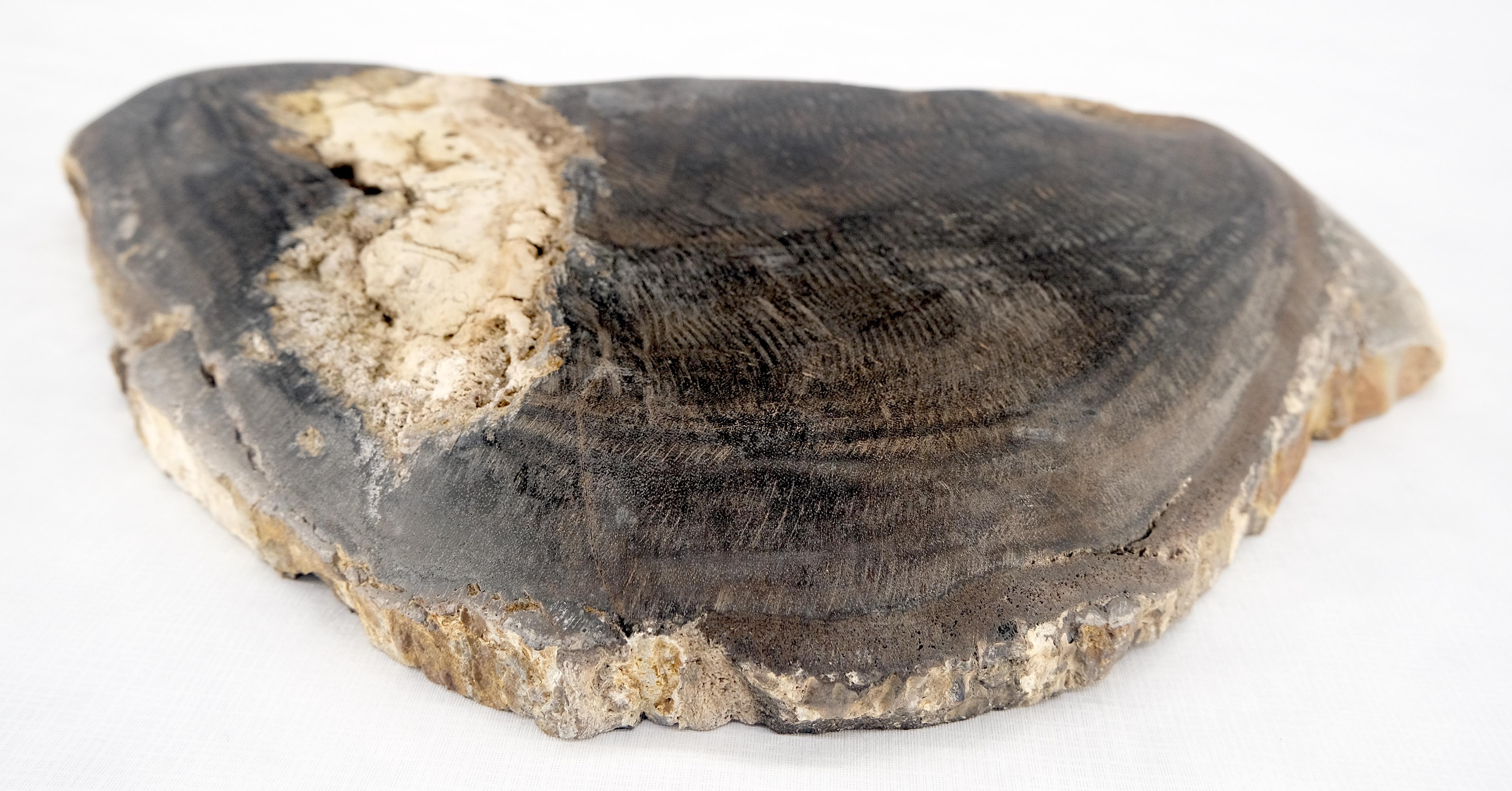 Organic Half Runde Form Schwarz & Tan versteinertes Holz Tablett Schüssel Teller Aschenbecher im Angebot 2