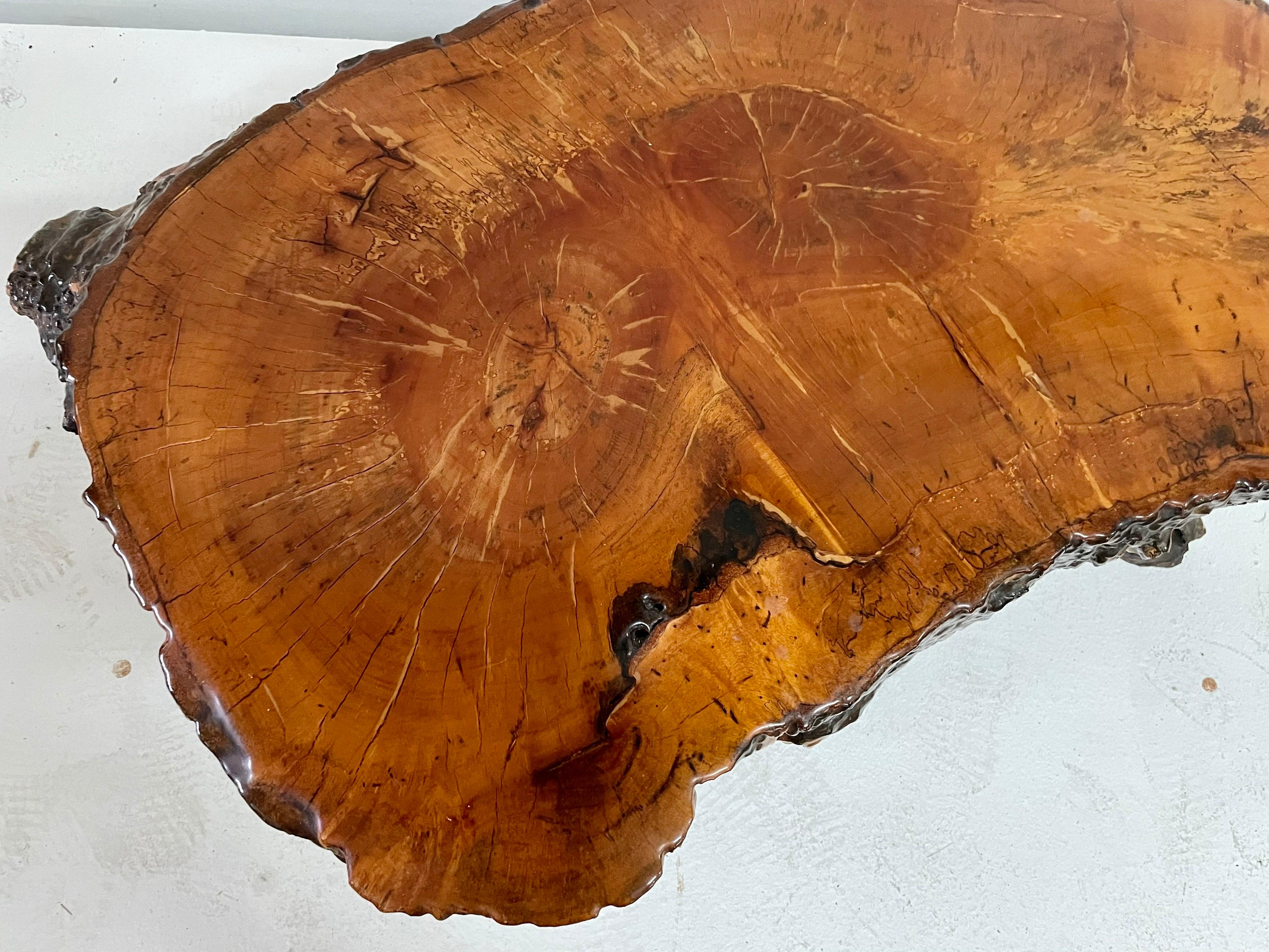 Organic Live Edge Lacquered Cypress Wood Coffee Table In Good Condition For Sale In East Hampton, NY