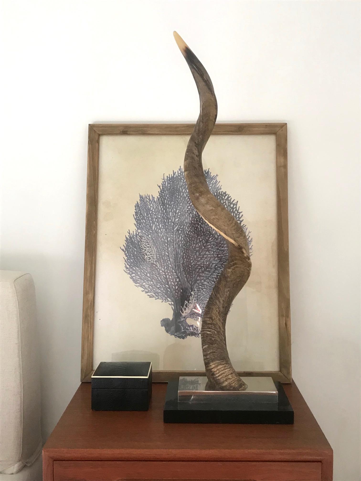 Natural African Lesser Kudu horn sculpture mounted on stand, 1980s exotic sculpture features a stepped base design in chrome metal and black lacquered wood. Stunning from all angles adding an organic design element to any tabletop or bookcase.
