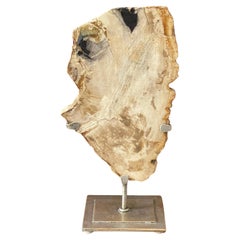 Natures Beauty  Ancient Petrified Wood Fragment on Stand