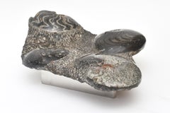 Organic Modern Biomorphic Black Stone Sculpture On Custom Stainless Steel Base