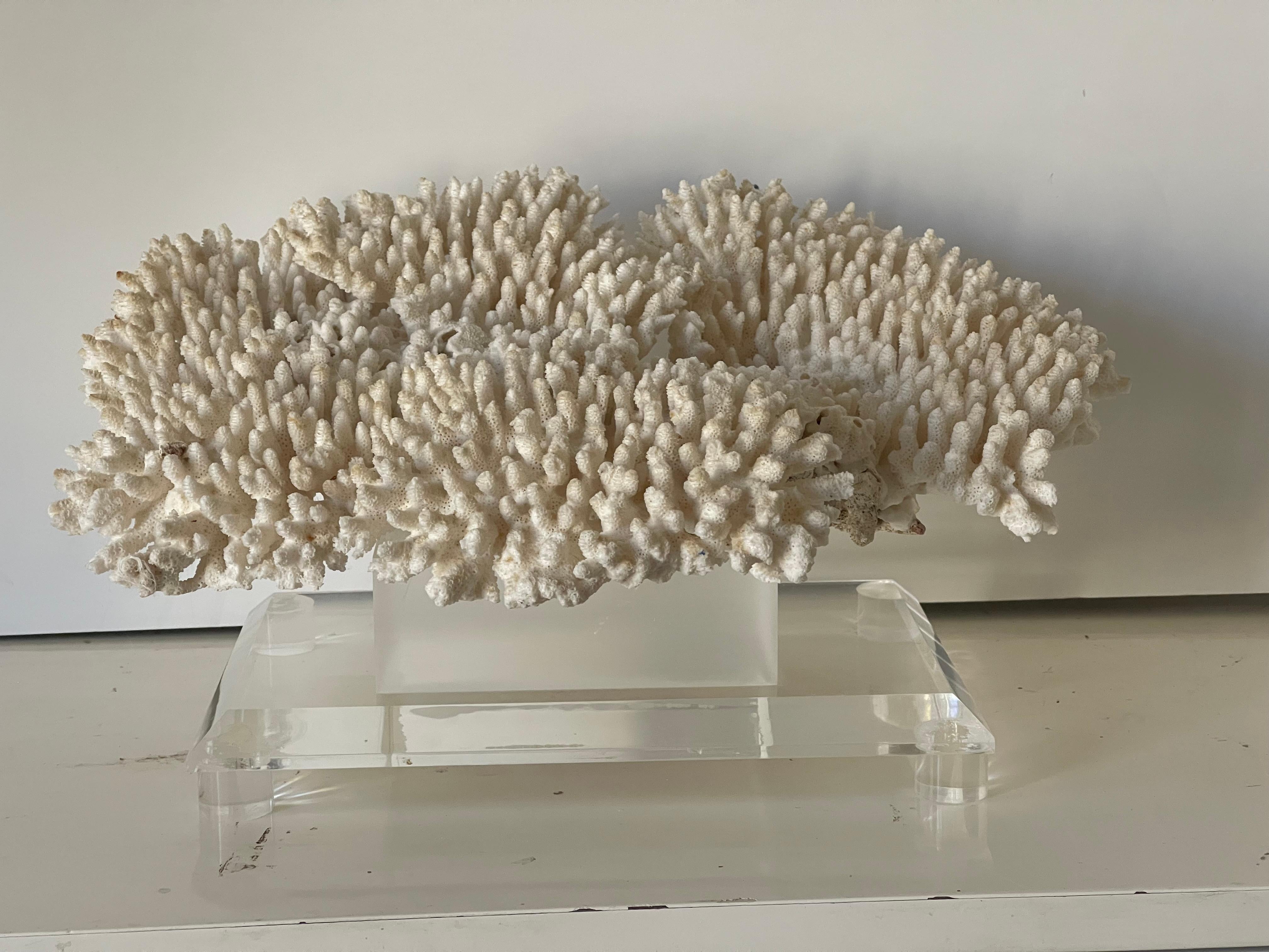 Impressive Large Table Ocean Coral on. Custom Lucite Stand For Sale 2