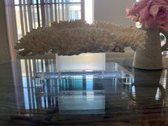 Impressive Large Table Ocean Coral on. Custom Lucite Stand