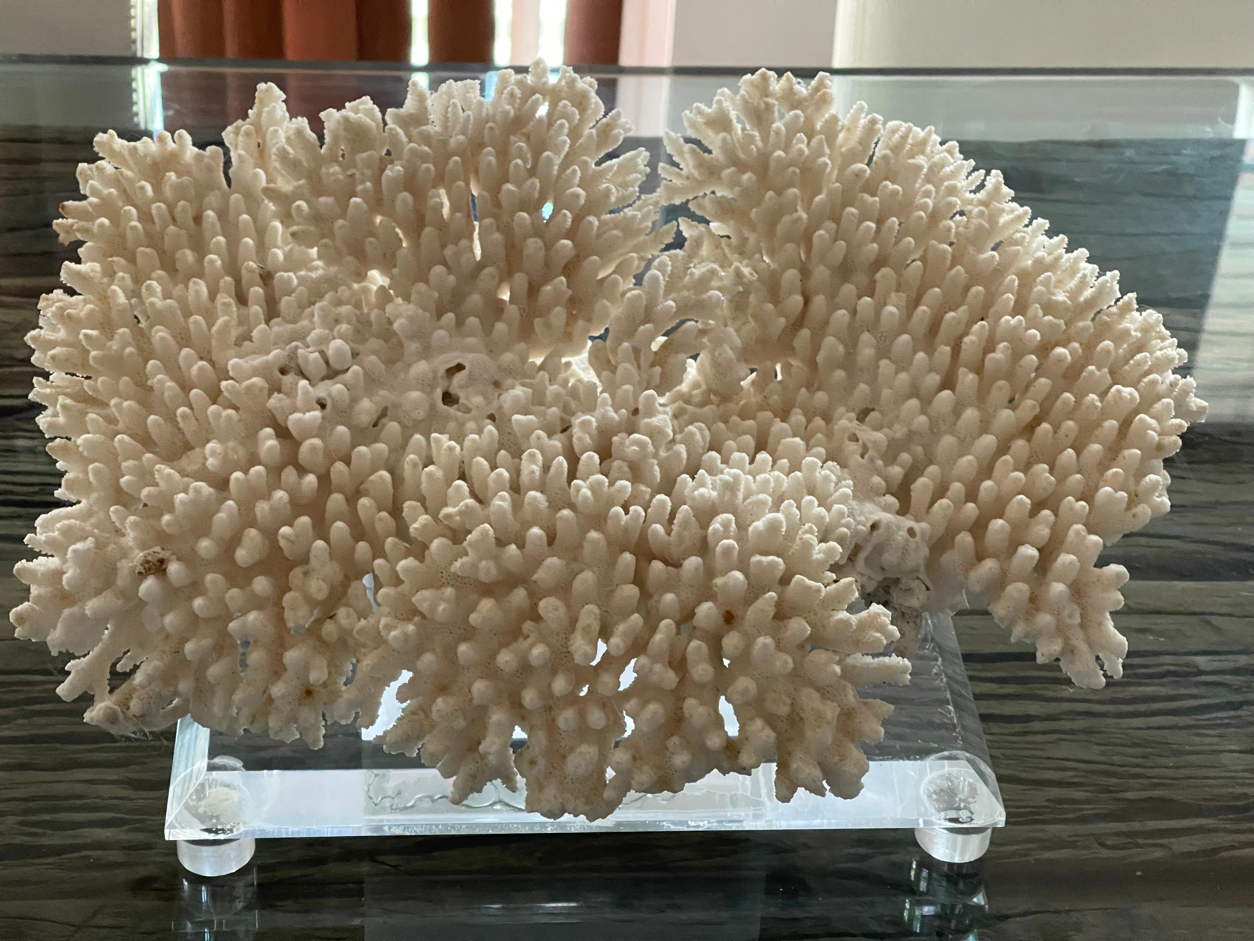 Organic Modern Impressive Large Table Ocean Coral on. Custom Lucite Stand For Sale