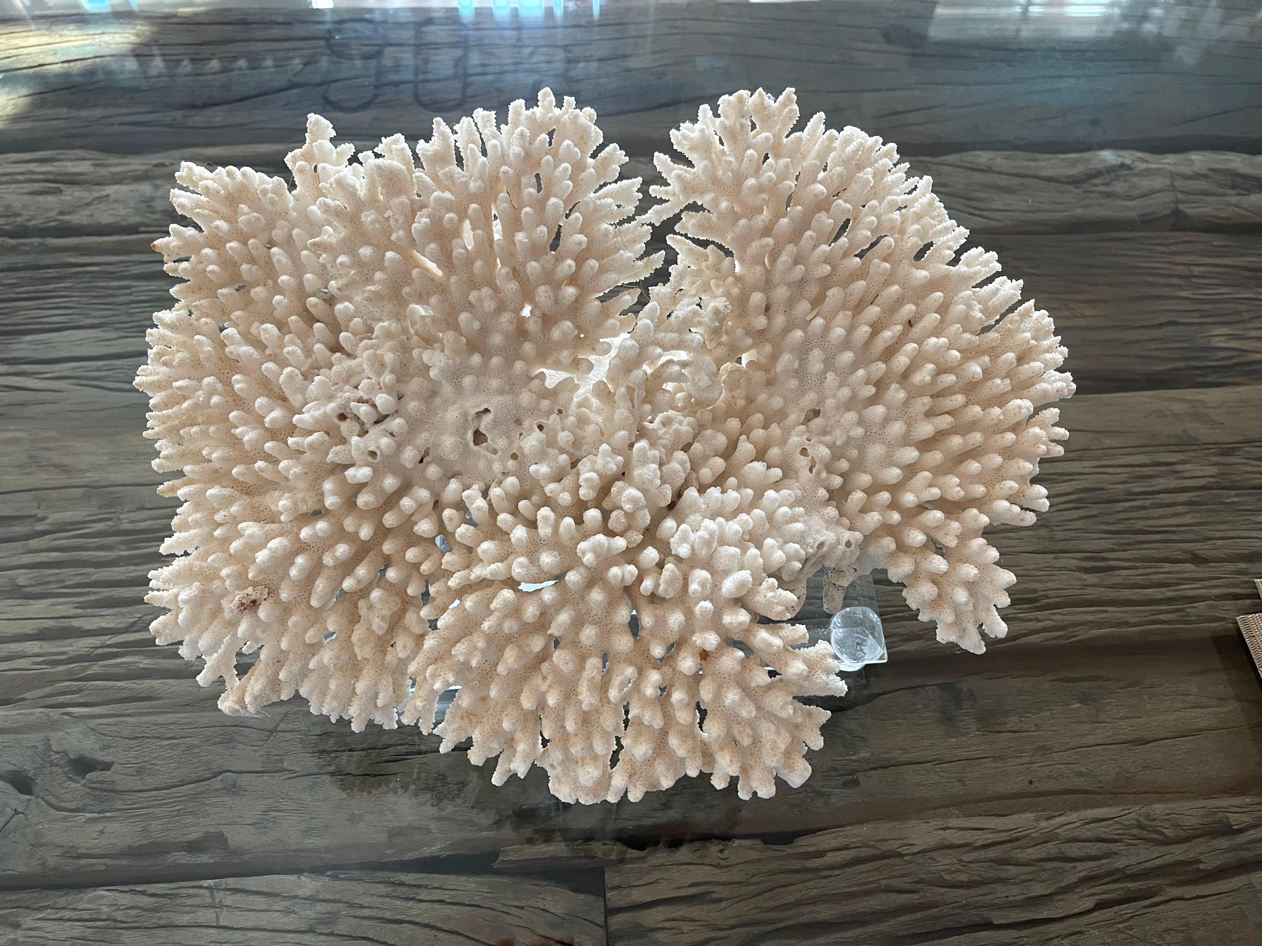 American Impressive Large Table Ocean Coral on. Custom Lucite Stand For Sale