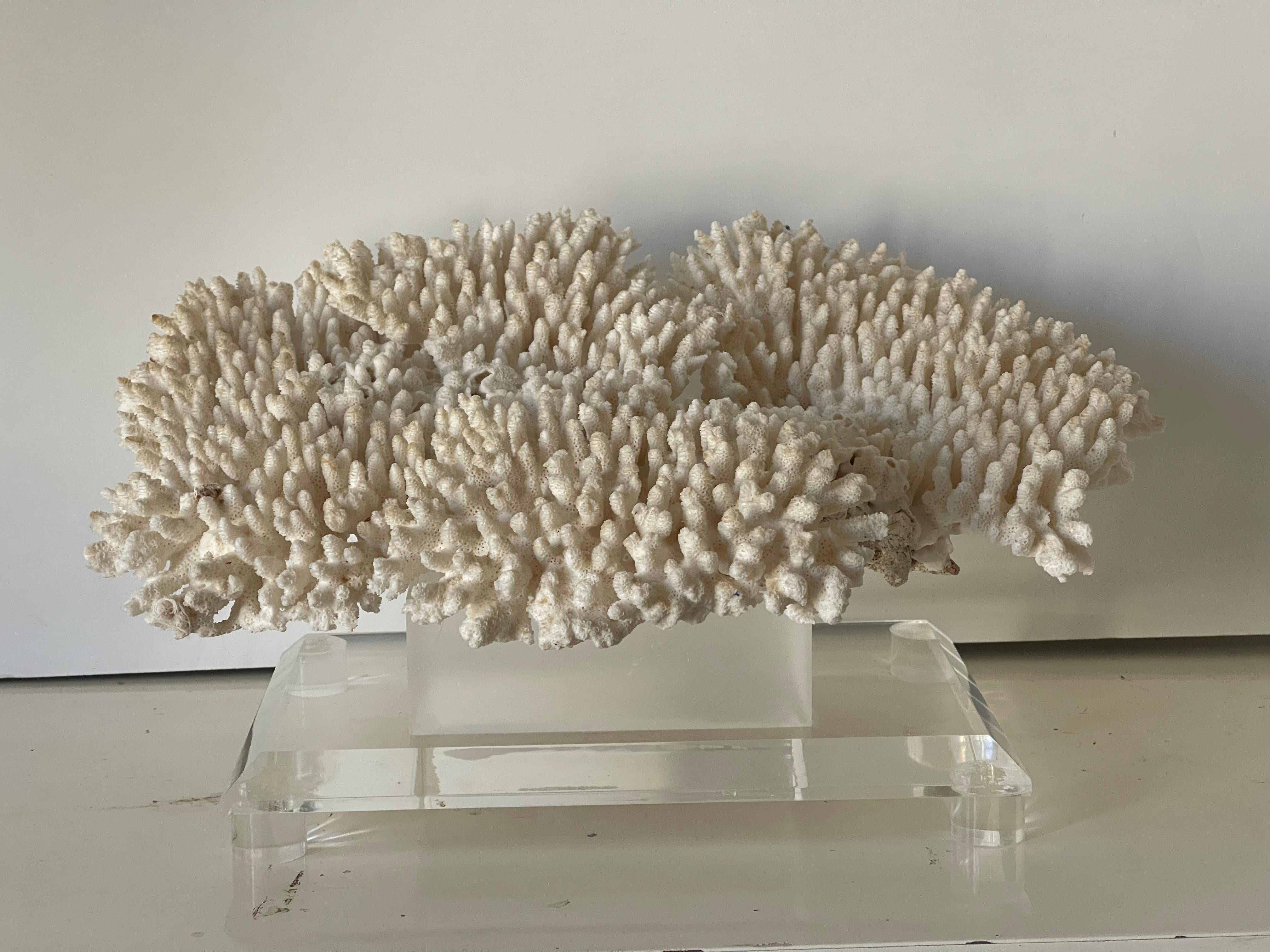 Impressive Large Table Ocean Coral on. Custom Lucite Stand In Good Condition For Sale In Boca Raton, FL