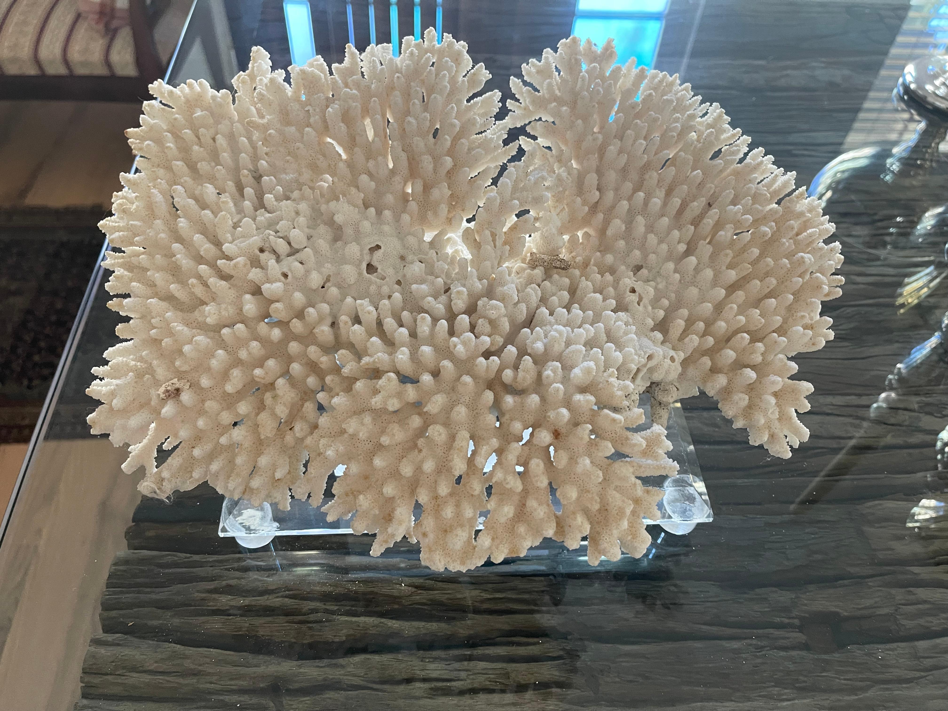 Mid-20th Century Impressive Large Table Ocean Coral on. Custom Lucite Stand For Sale