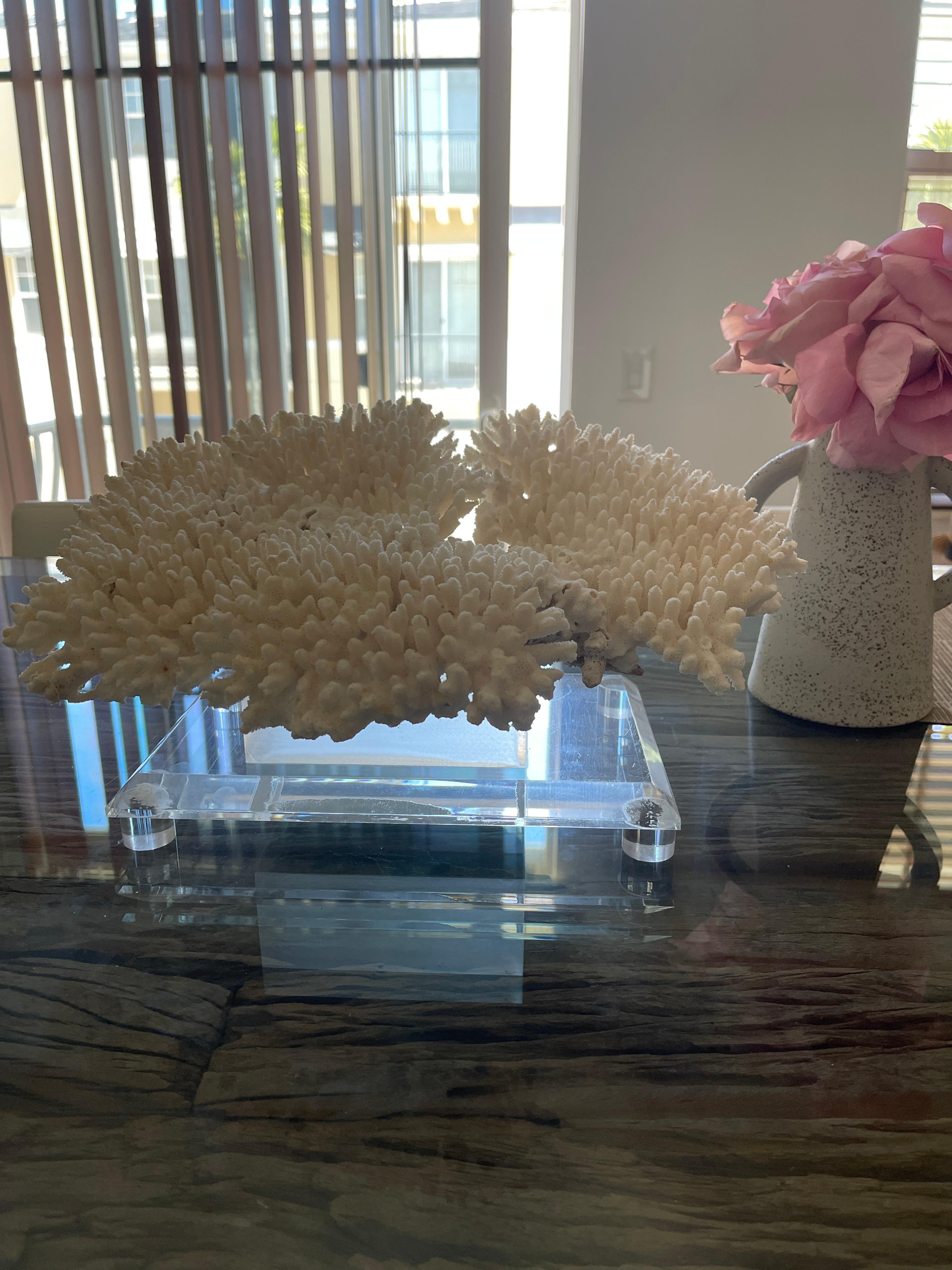 Impressive Large Table Ocean Coral on. Custom Lucite Stand For Sale 3