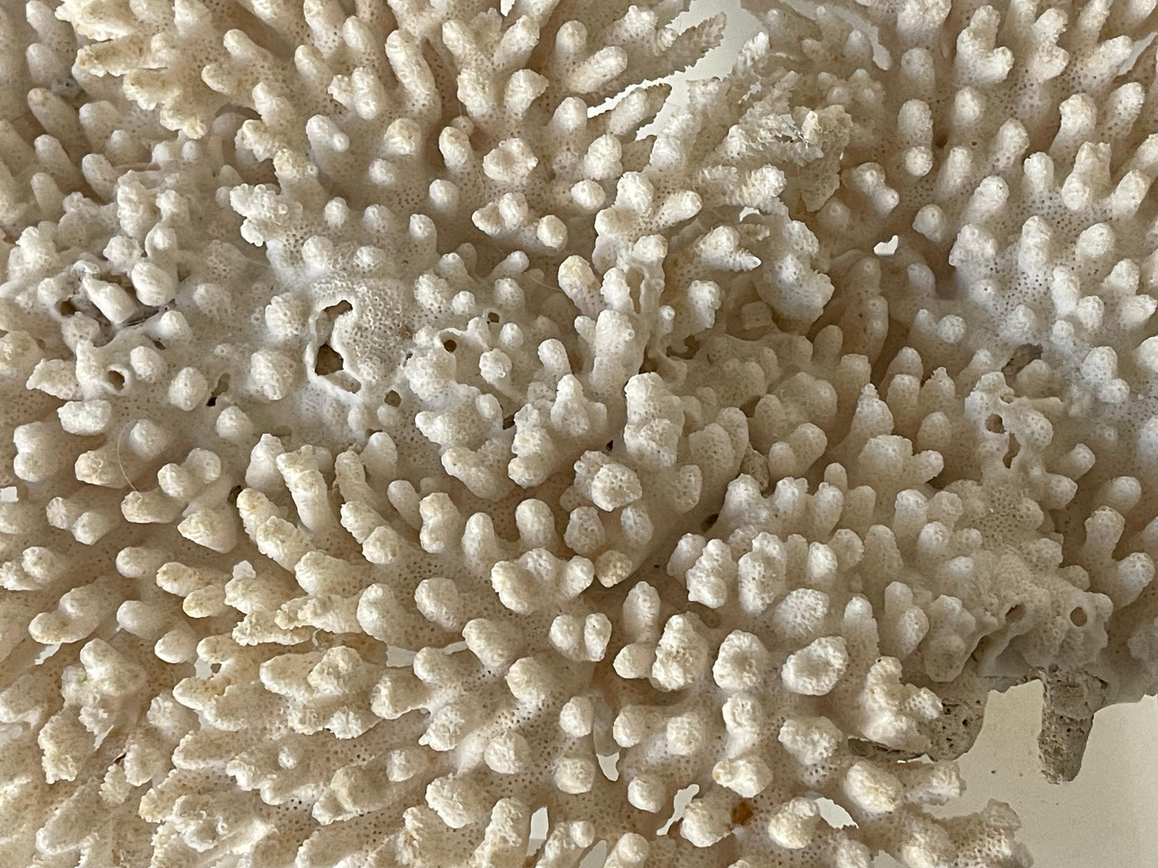 Impressive Large Table Ocean Coral on. Custom Lucite Stand For Sale 1