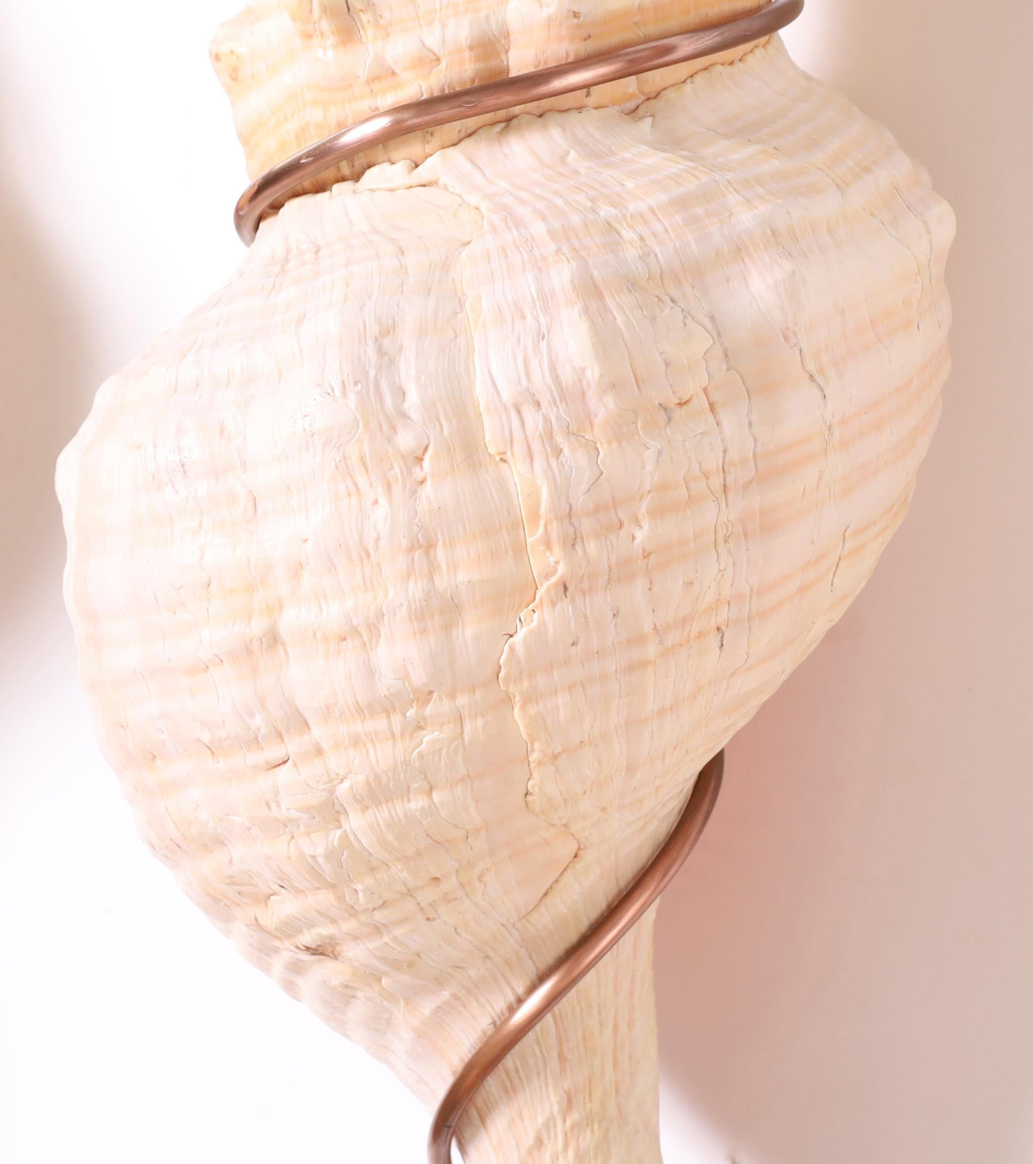 20th Century Organic Modern Pair of Conch Shell and Copper Wall Ornaments For Sale