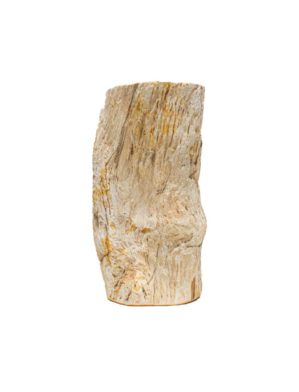 Petrified wood side table adorned with crystal quartz.

Petrified wood is a special type of fossilized wood. This type of mineralized petrified wood went through an intricate process that took place over millions of years. Petrifaction is the