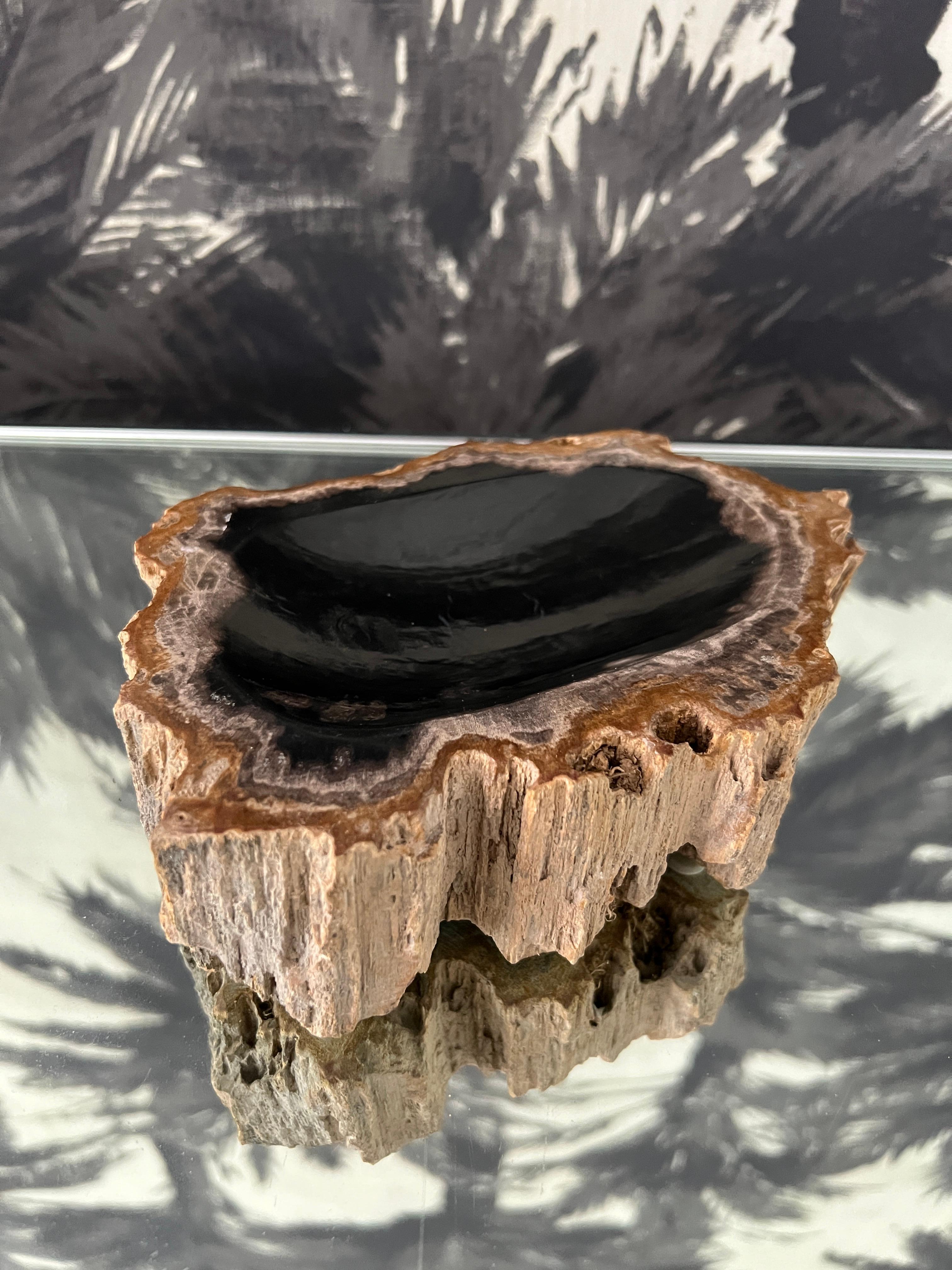 Organic Modern petrified wood bowl naturally fossilized throughout thousands of years. These rare pieces have been hand cut and feature the highest quality petrified wood with polished centers and natural live edges. Features a black onyx center