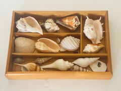 Organic Modern Sea Shell Collection in Wood Tray