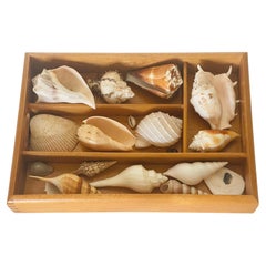 Organic Modern Sea Shell Collection in Wood Tray