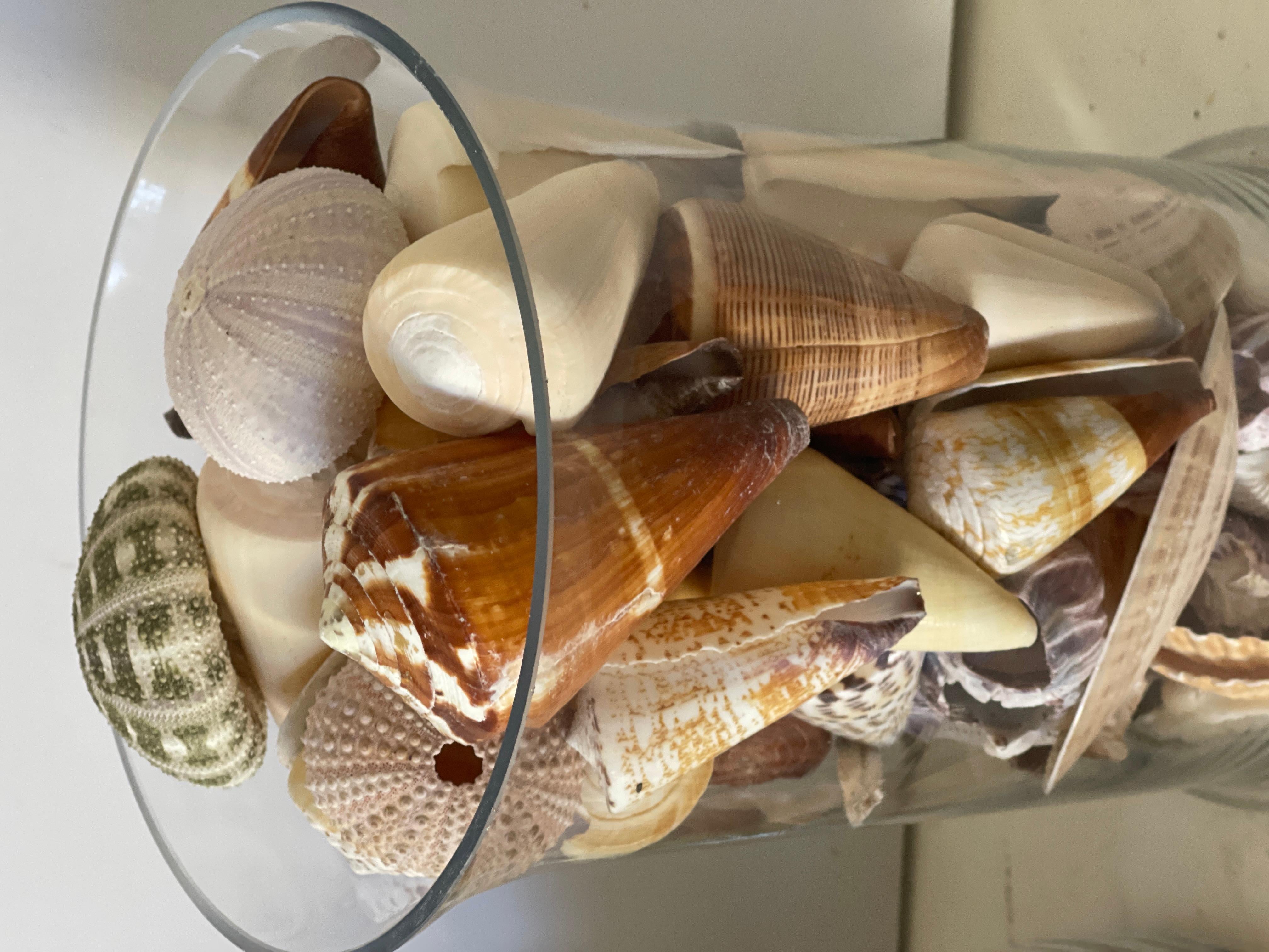 Conchas de Mar Modernas Ecológicas Colección de  Taxidermia de Especímenes Naturales Estadounidense en venta