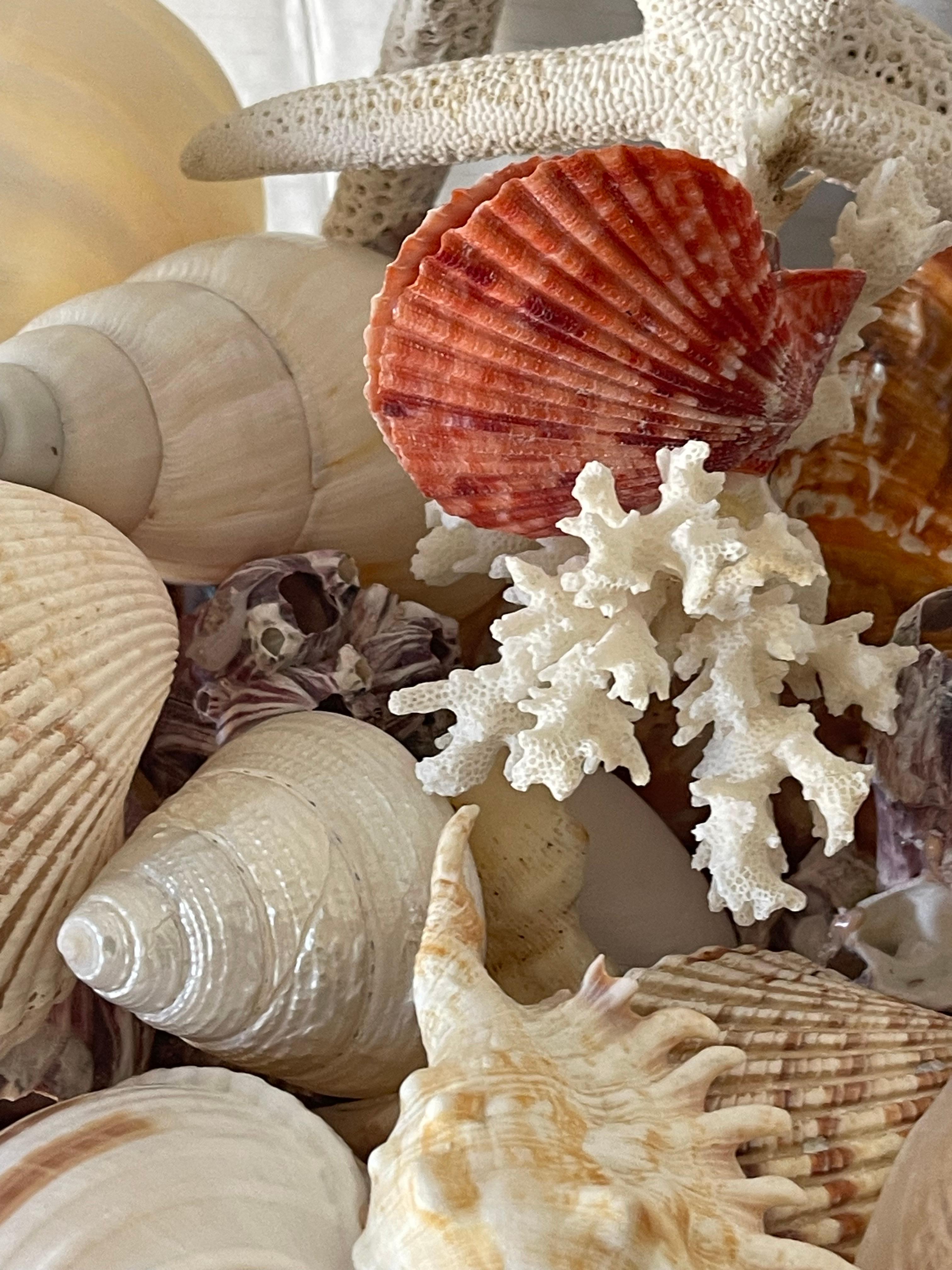 Gran selección de especímenes orgánicos naturales de vida marina, incluidas conchas de mar, grandes de 2-5