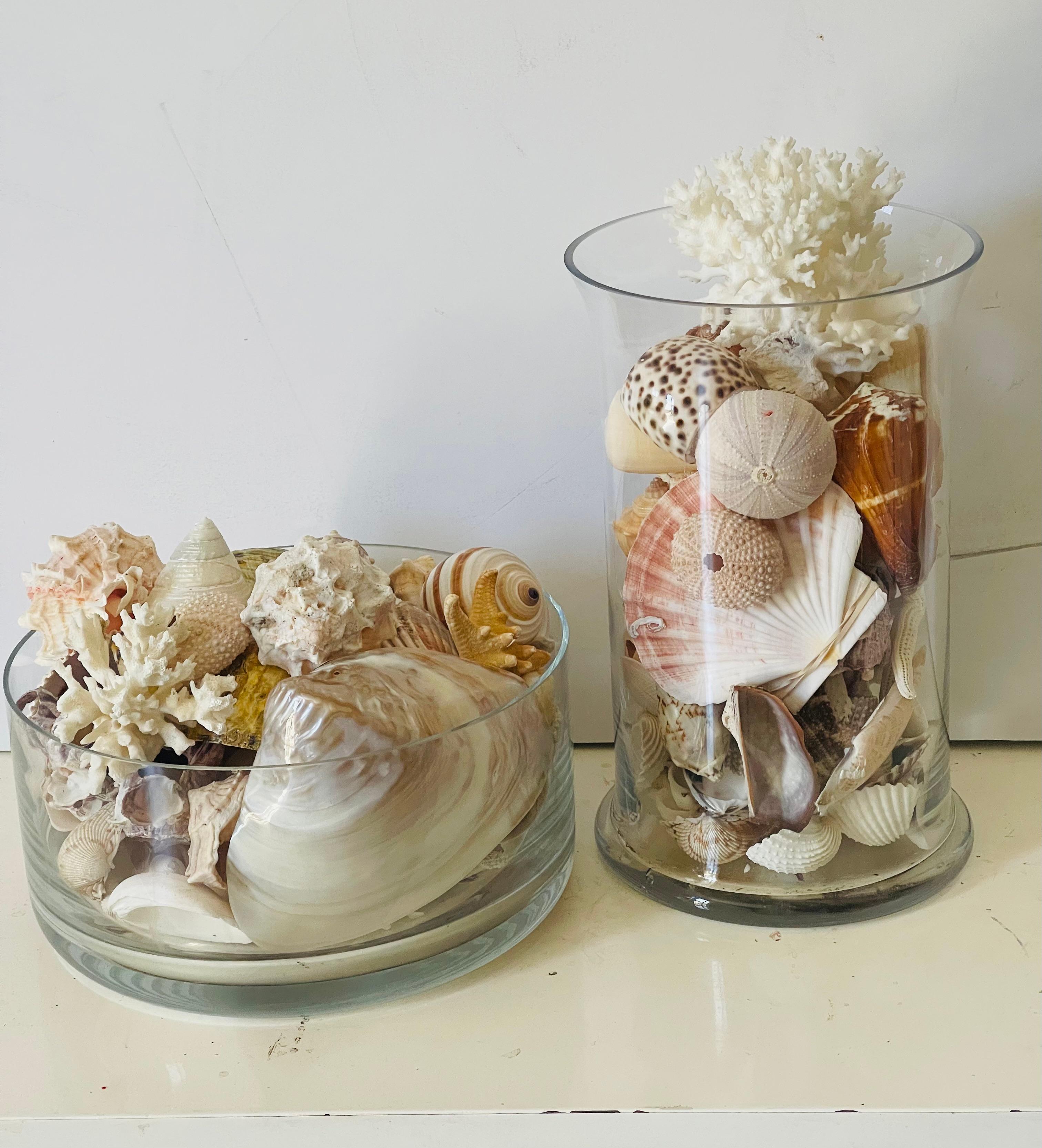 Conchas de Mar Modernas Ecológicas Colección de  Taxidermia de Especímenes Naturales en Bueno estado para la venta en Boca Raton, FL