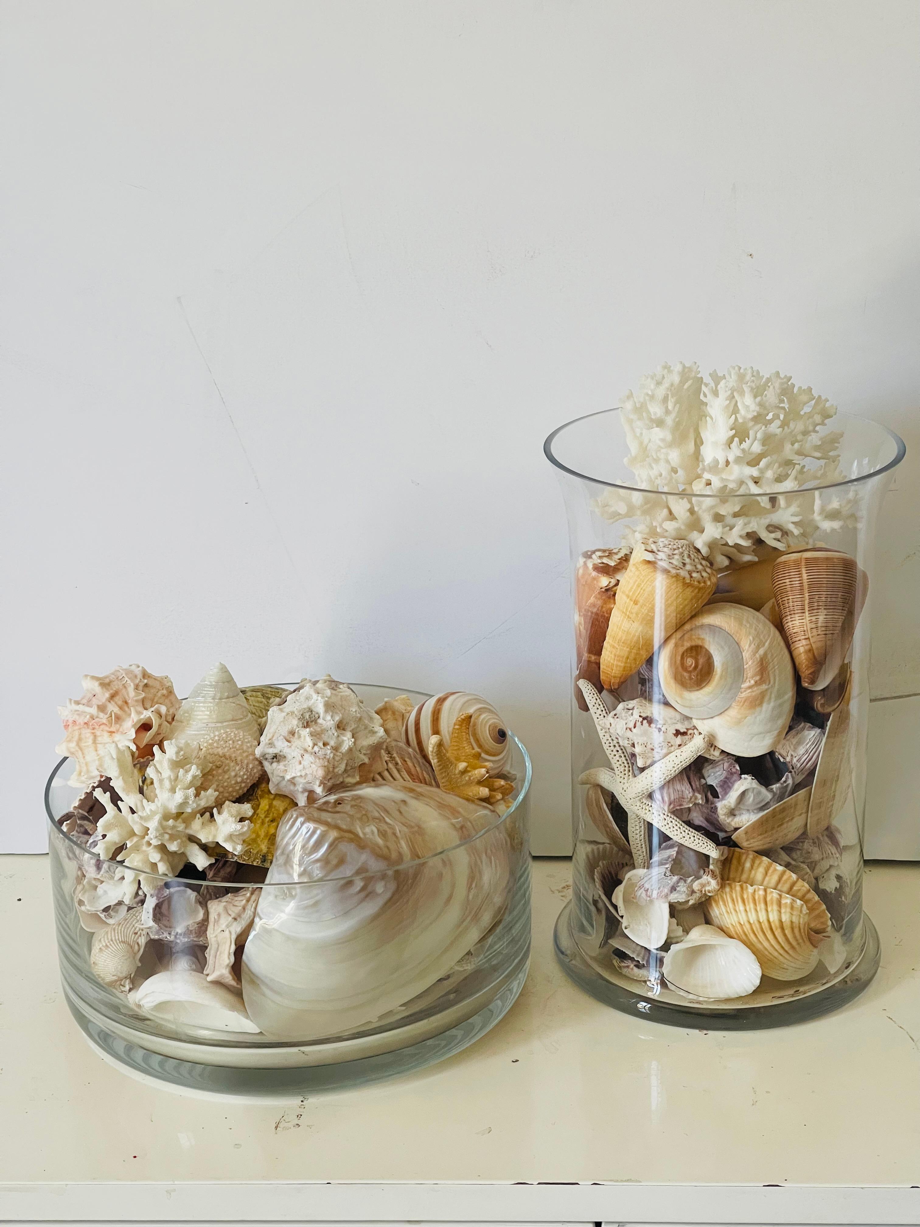 Conchas de Mar Modernas Ecológicas Colección de  Taxidermia de Especímenes Naturales finales del siglo XX en venta