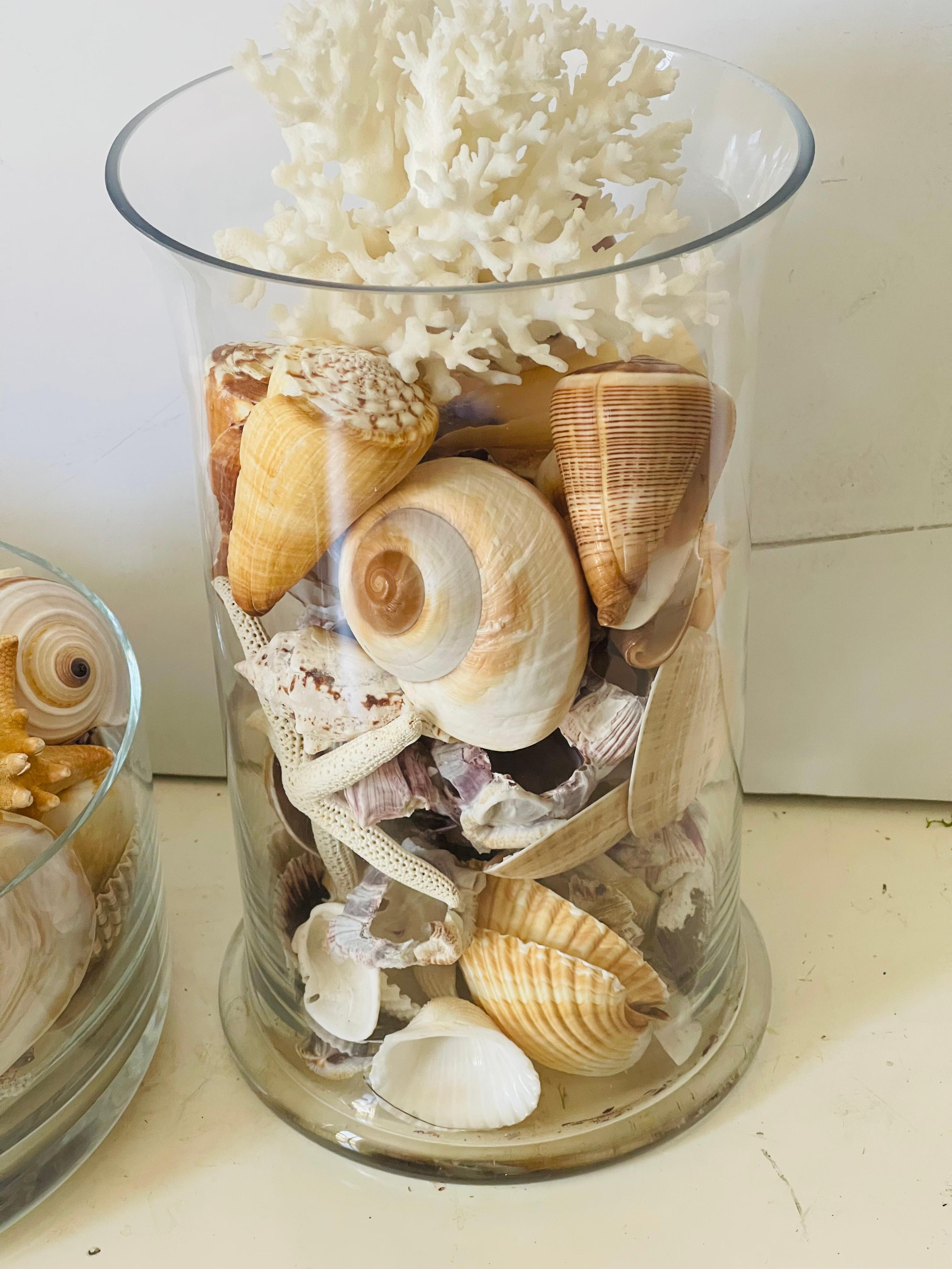 Conchas de Mar Modernas Ecológicas Colección de  Taxidermia de Especímenes Naturales Caparazón en venta