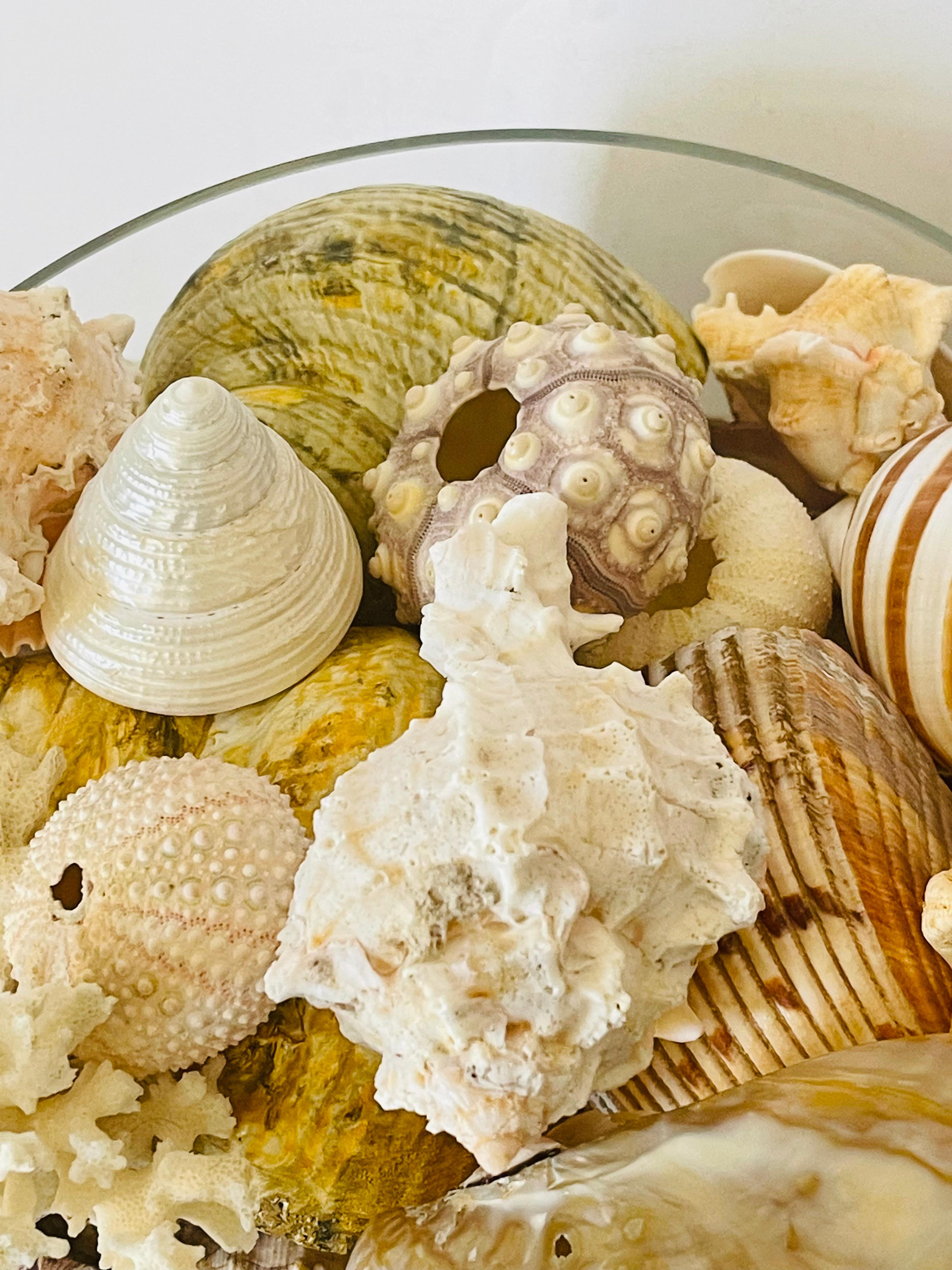 Conchas de Mar Modernas Ecológicas Colección de  Taxidermia de Especímenes Naturales en venta 1