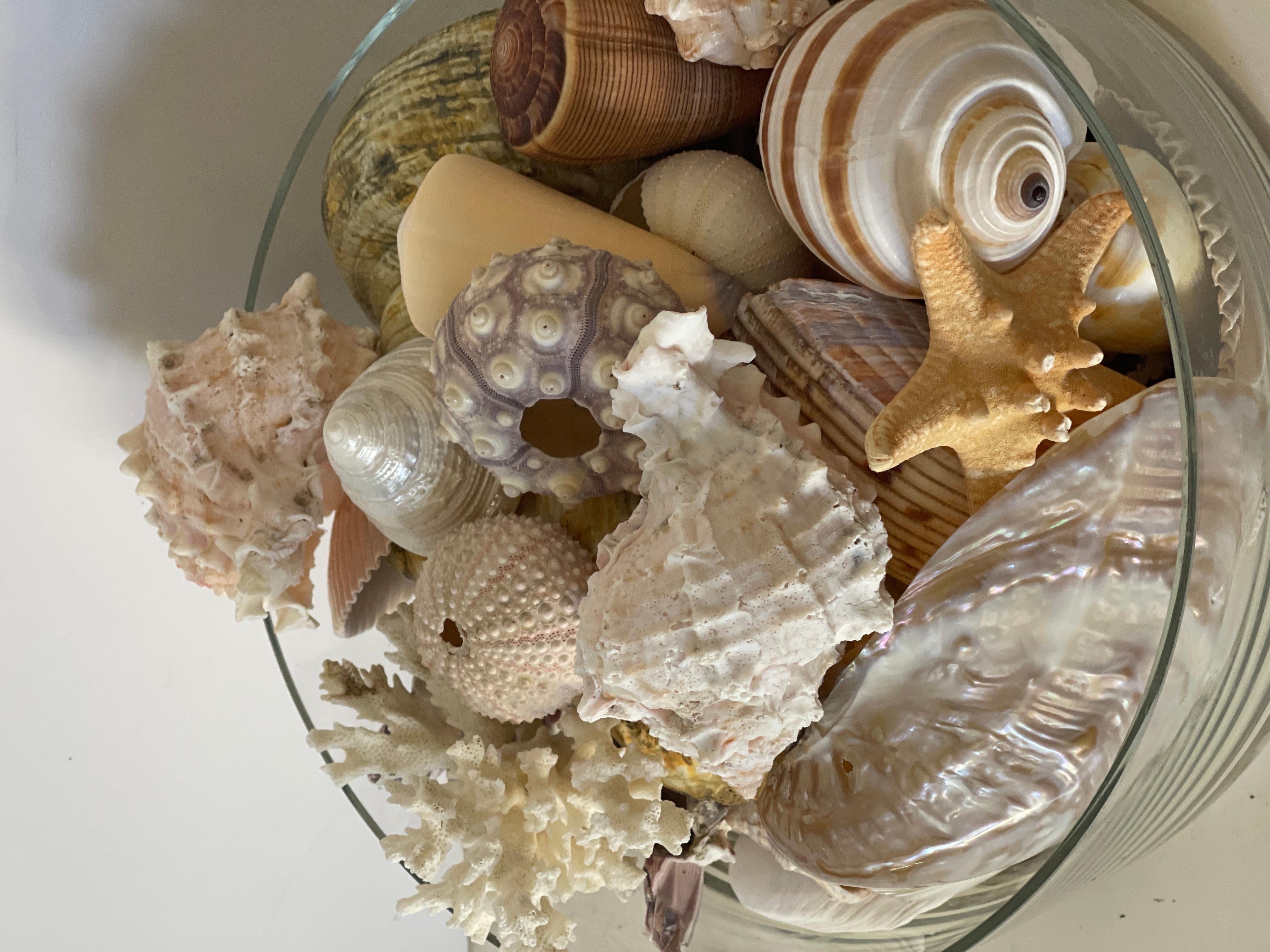 Conchas de Mar Modernas Ecológicas Colección de  Taxidermia de Especímenes Naturales Moderno orgánico en venta