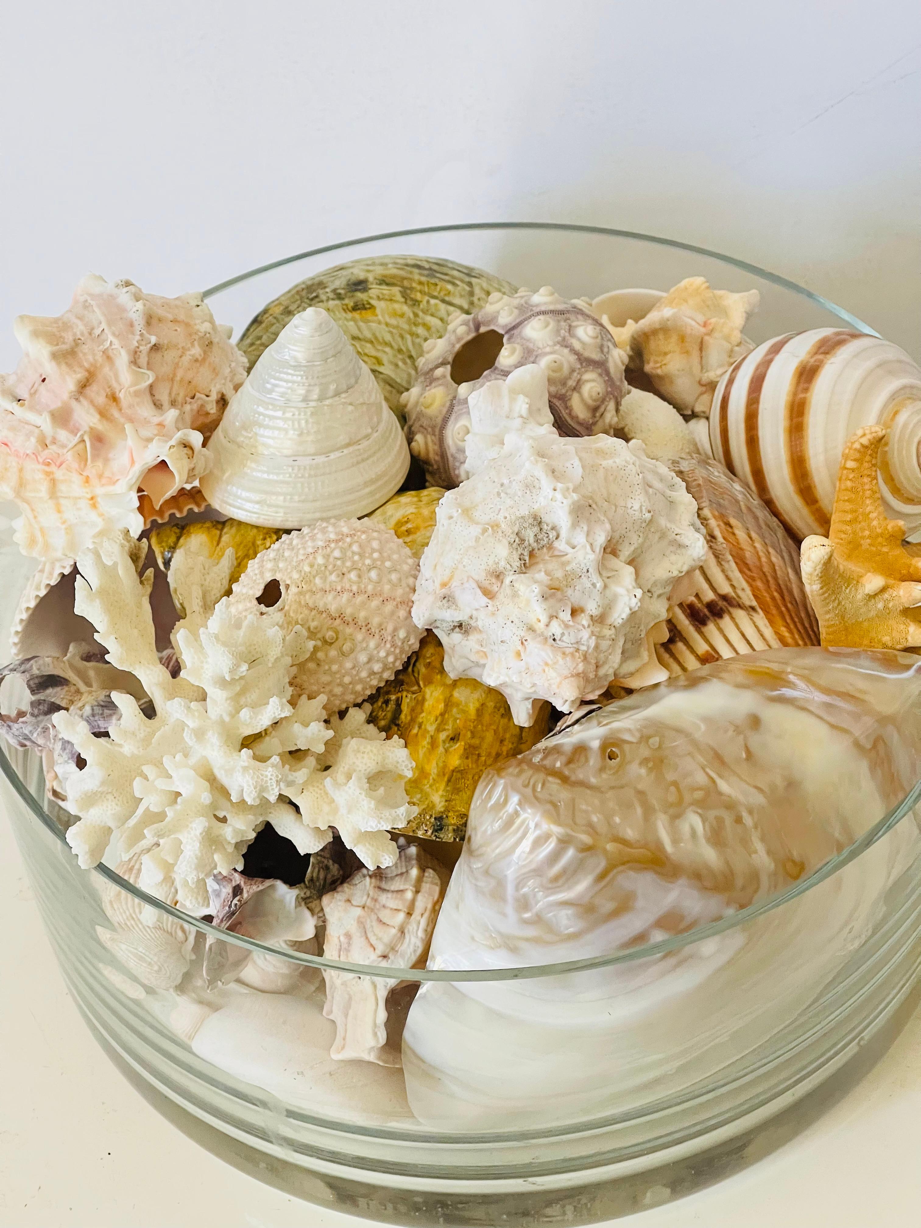 Conchas de Mar Modernas Ecológicas Colección de  Taxidermia de Especímenes Naturales en venta 2