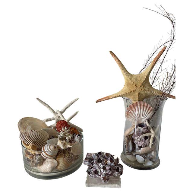 Great Selection Sea Shell Sea Shells Collection in Vitrine For Sale at ...