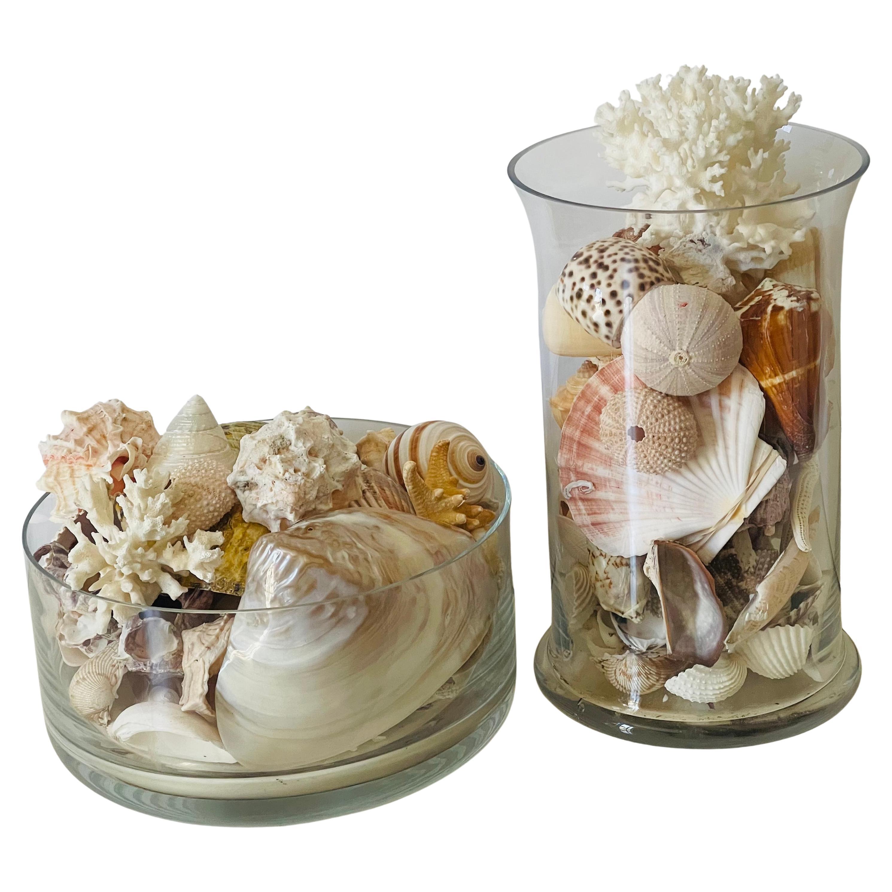 Conchas de Mar Modernas Ecológicas Colección de  Taxidermia de Especímenes Naturales en venta