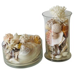 Conchas de Mar Modernas Ecológicas Colección de  Taxidermia de Especímenes Naturales