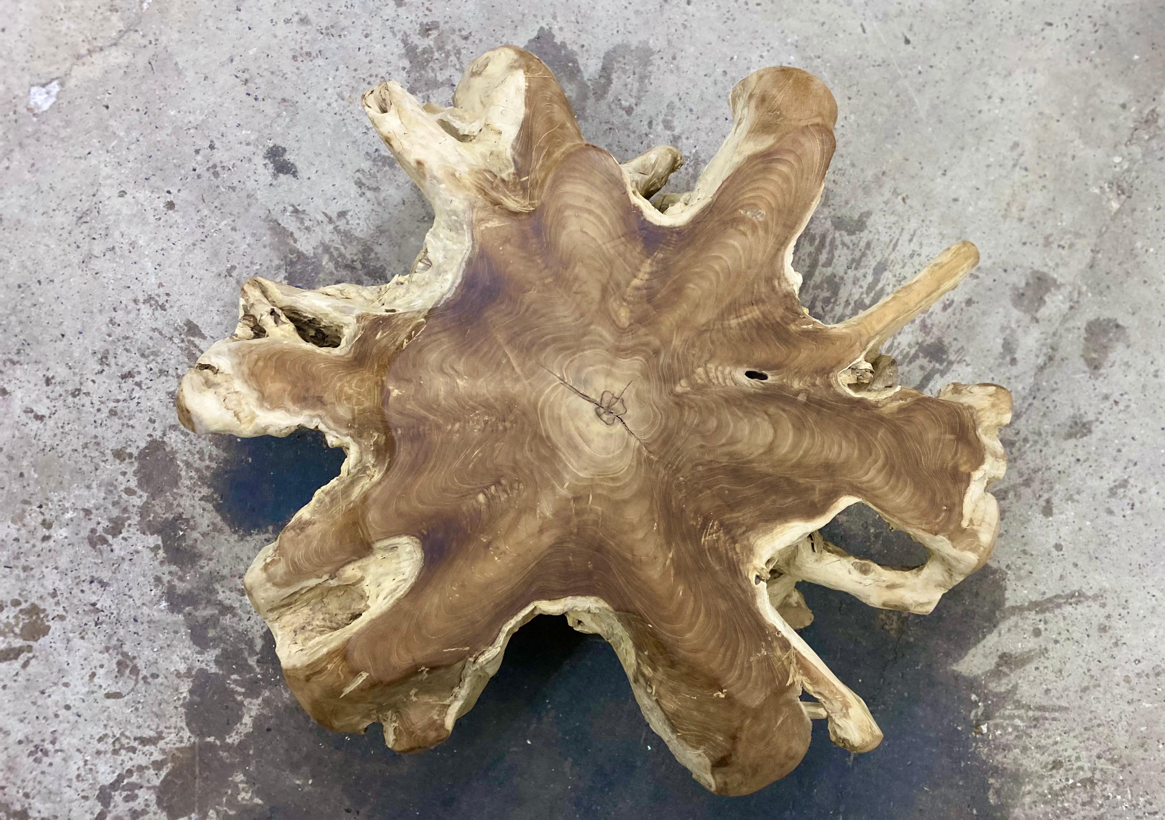 Stunning organic teak root coffee or sofa table artfully made out of one huge teak root. This brutalist root table is definitely an eye-catcher wether it´s used indoor or outdoors. The extraordinary shape is reminiscent of an octopus. A truley