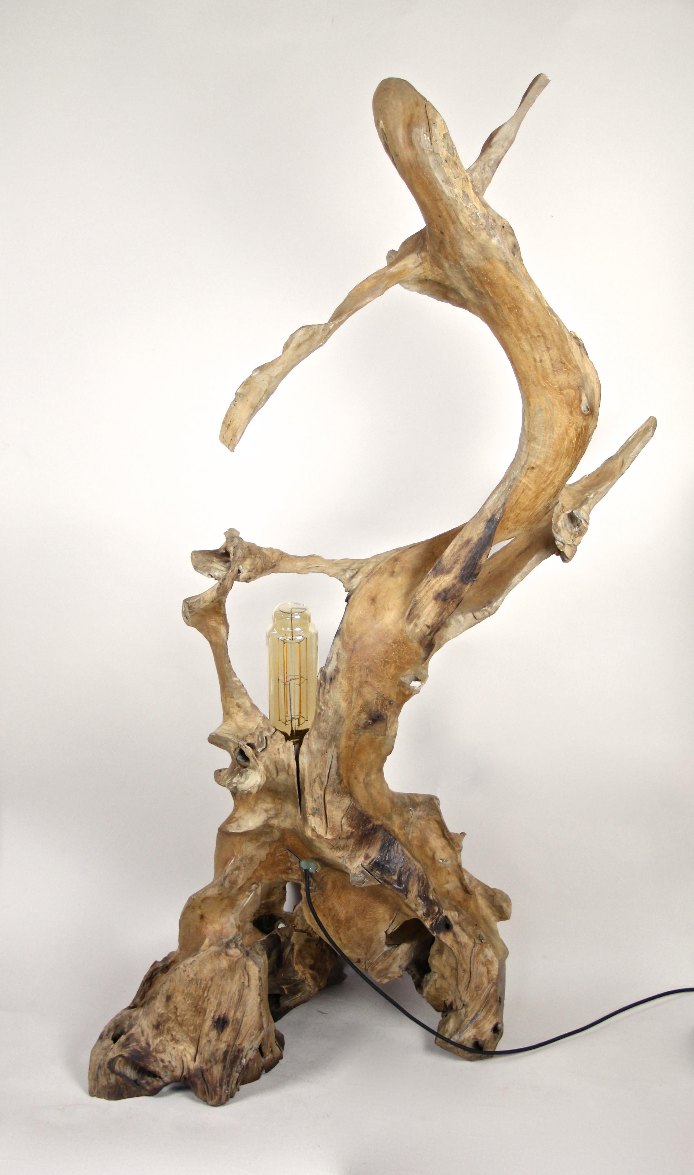 Organic Modern Teak Root Floor Lamp with Special LED Bulb 5