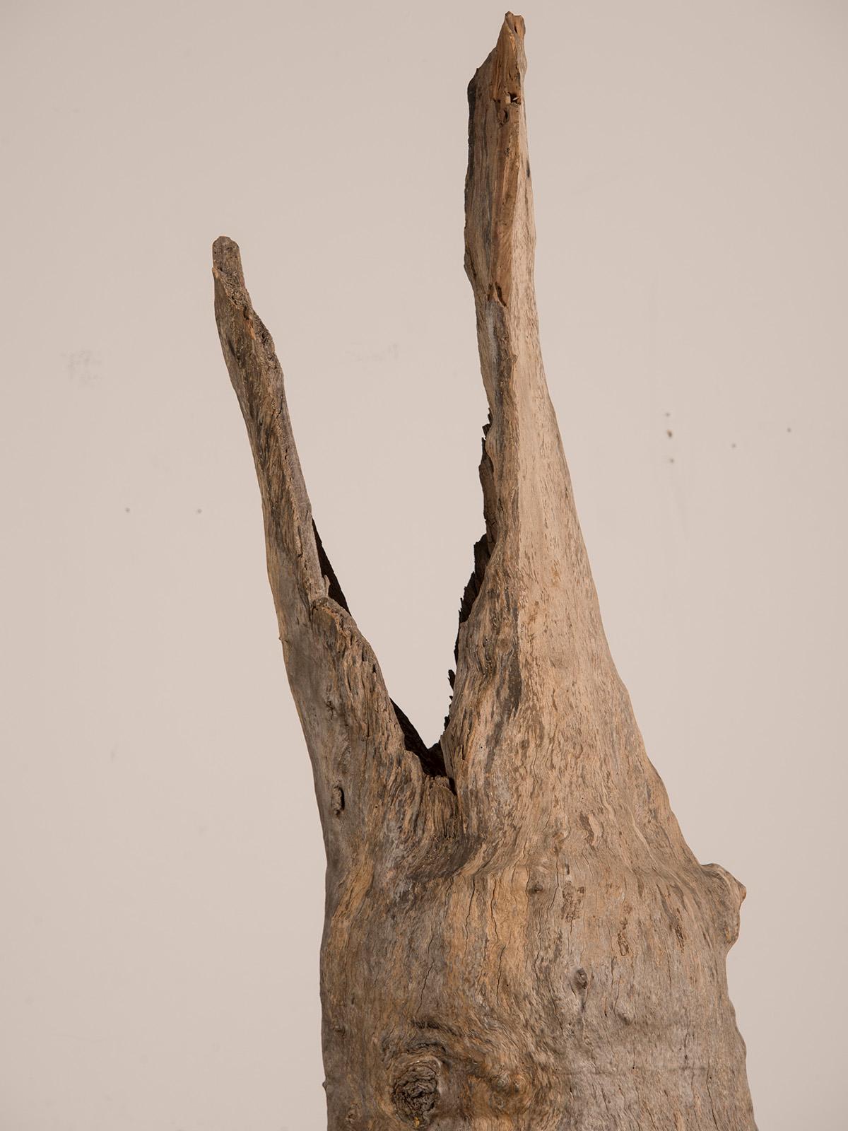 The unique configuration of this organic modern vintage Dutch tree trunk sculpture circa 1920 resembles a marine sail fish with its jaws fully open as it slices through an open sea. The bark has been removed from the exterior and then the trunk has