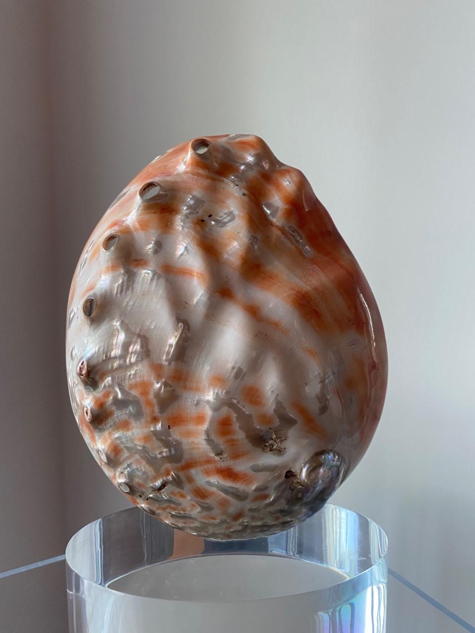 Organic Modernist Sculptural Clam Shell on Lucite Base Sculpture In Good Condition For Sale In San Diego, CA