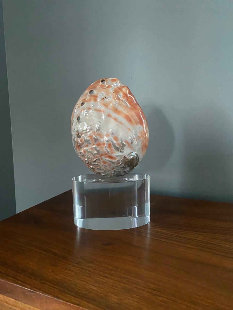 Organic Modernist Sculptural Clam Shell on Lucite Base Sculpture For Sale 2
