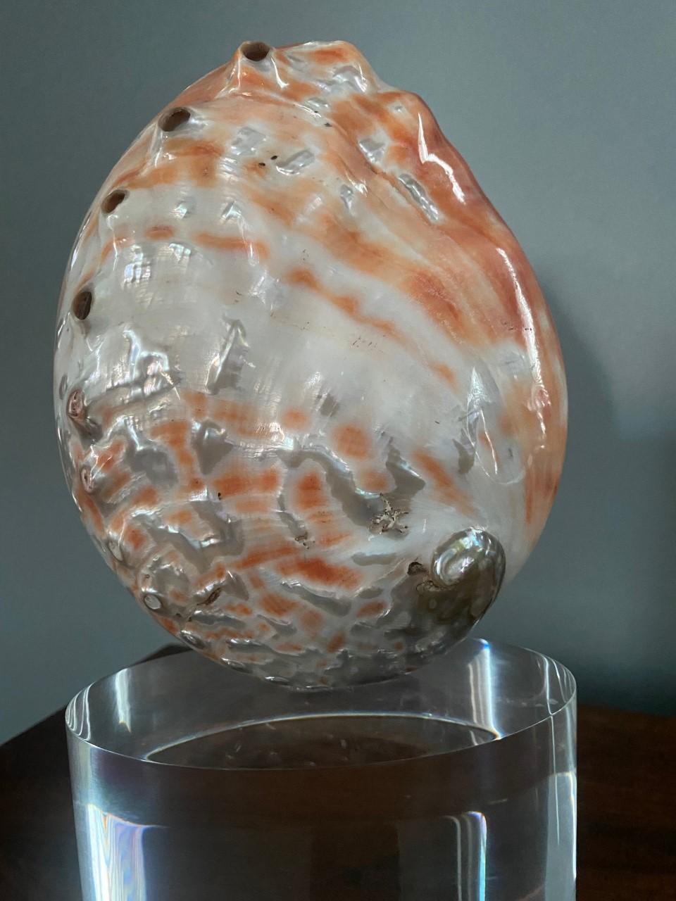 Organic Modernist Sculptural Clam Shell on Lucite Base Sculpture For Sale 3