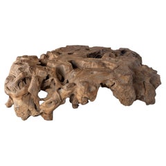 Organic Monumental Root Wood Coffee Table