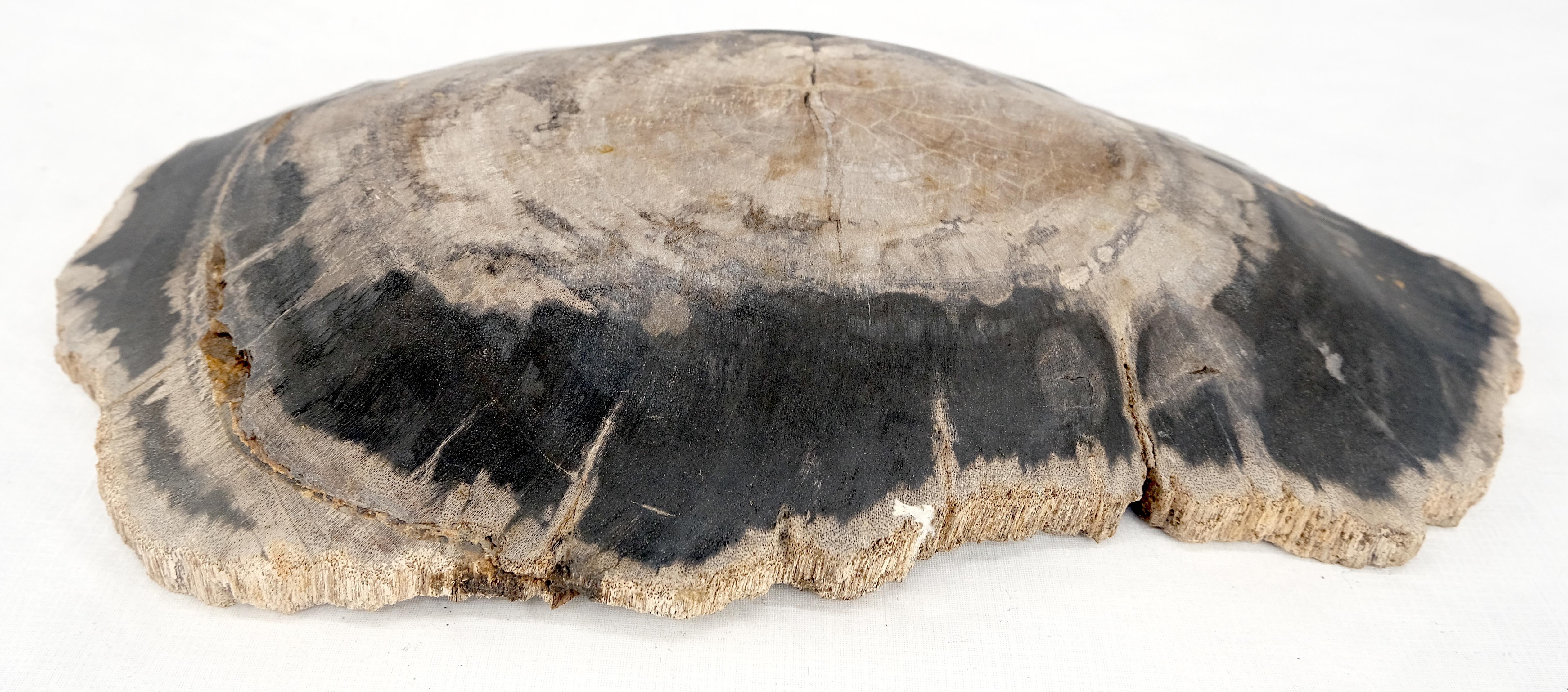 Plateau en forme d'huître en bois pétrifié noir et feu Cendrier en forme de bol et d'assiette en vente 1