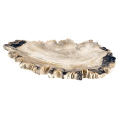 Organic Oyster Shape Black & Tan Petrified Wood Tray Bowl Dish Plate Ashtray