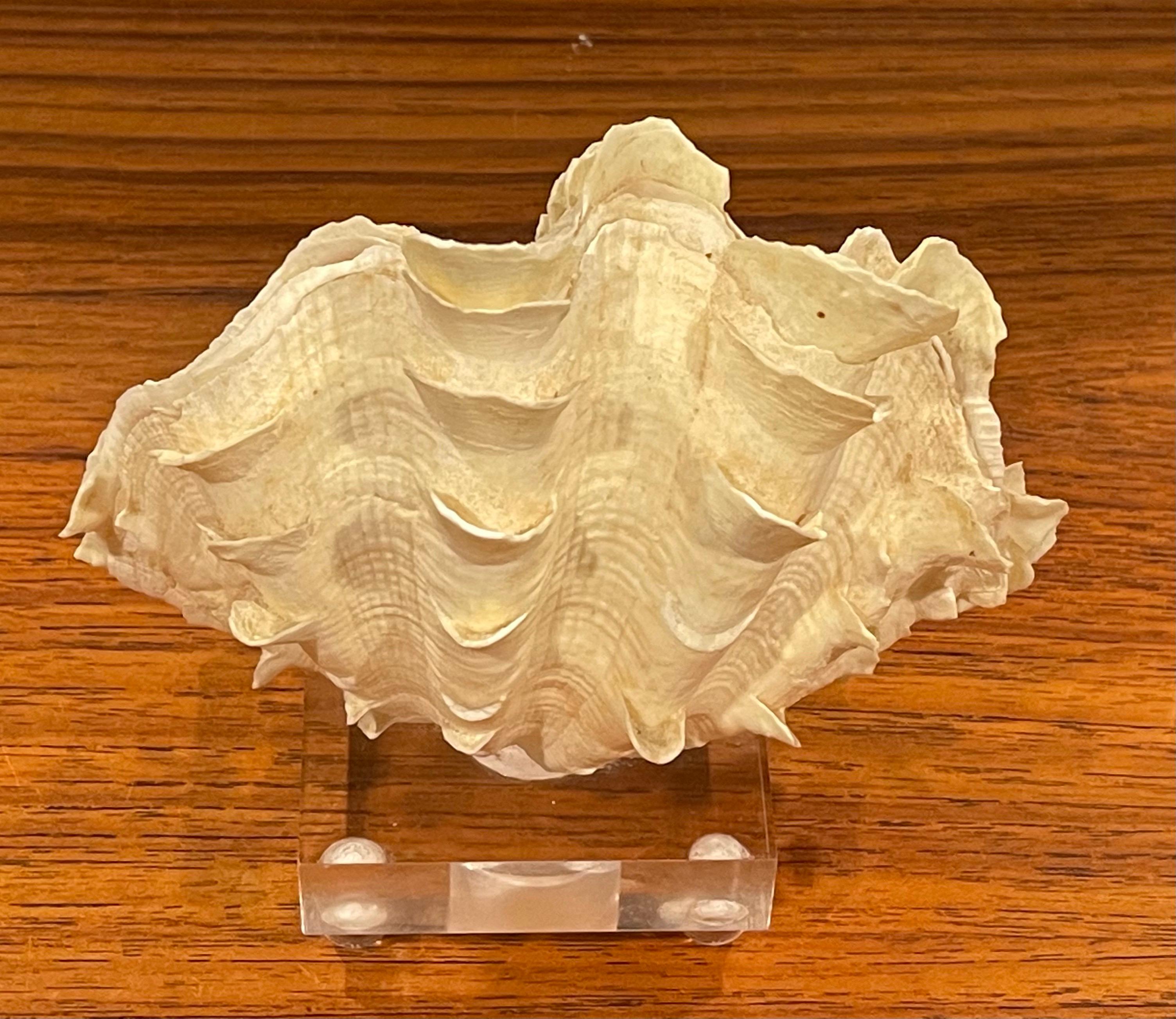 Organic Sculptural Clam Shell on Lucite Base 3