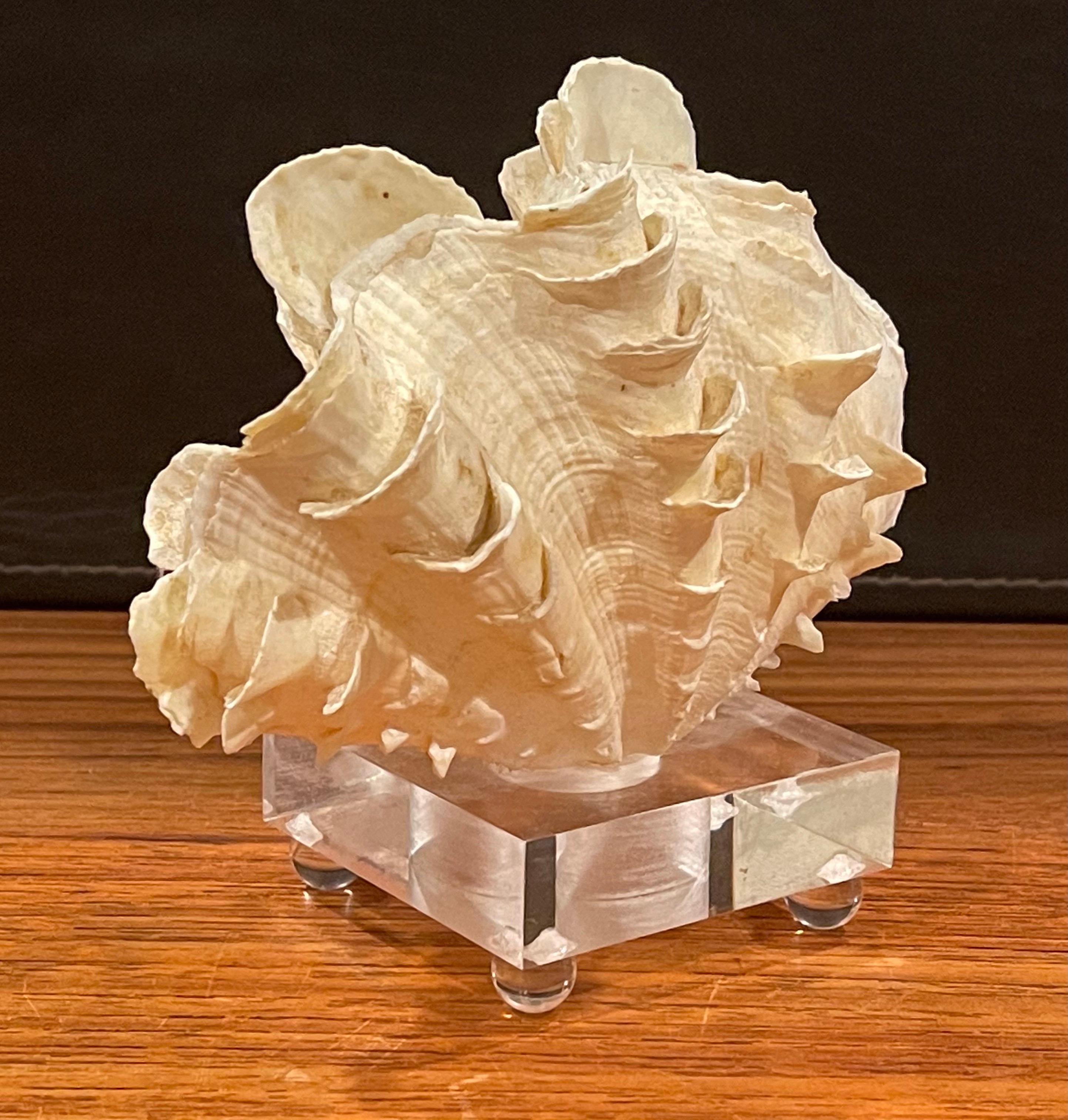 Organic Sculptural Clam Shell on Lucite Base 5