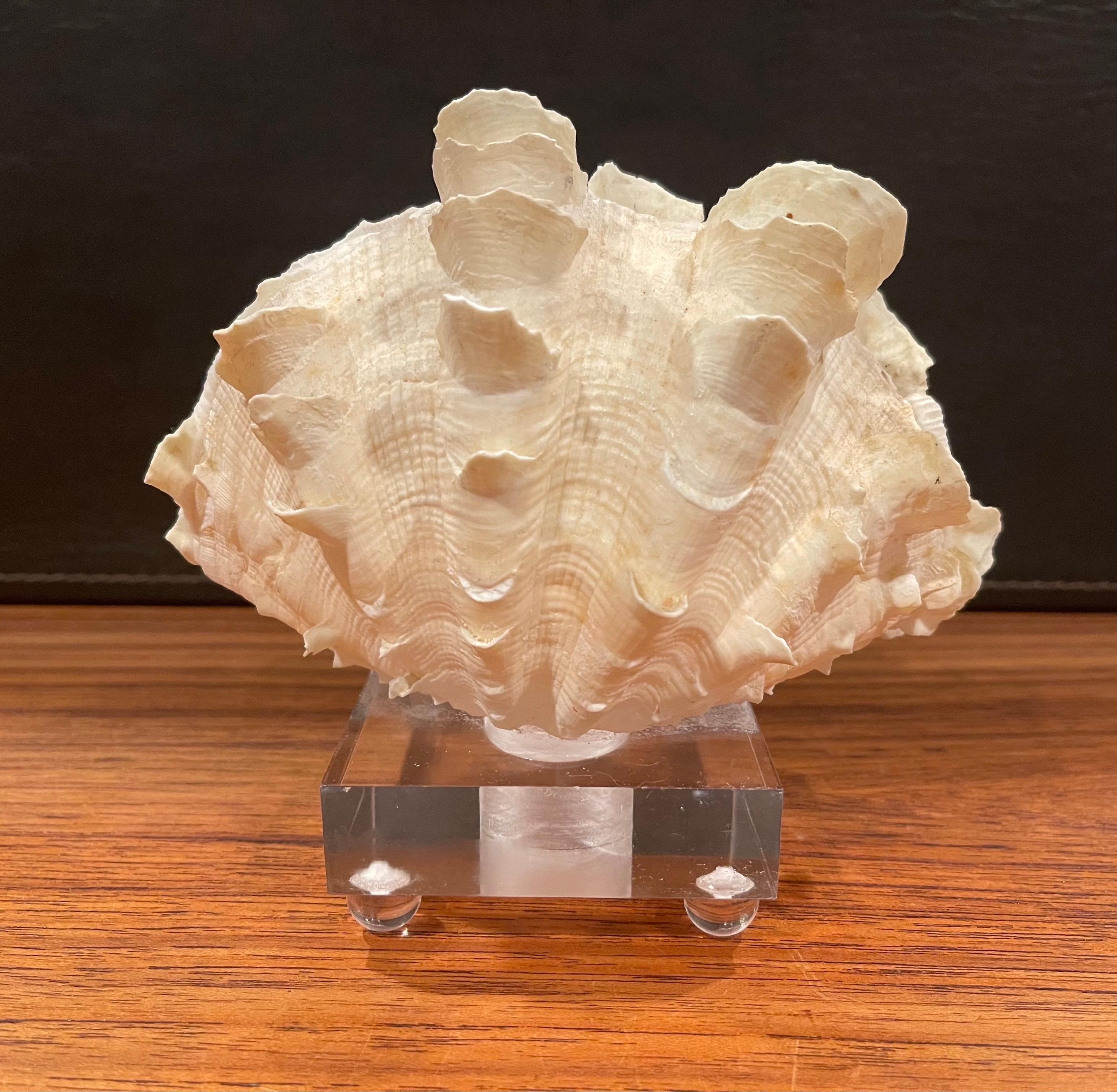 A beautiful organic sculptural clam shell on a solid 1