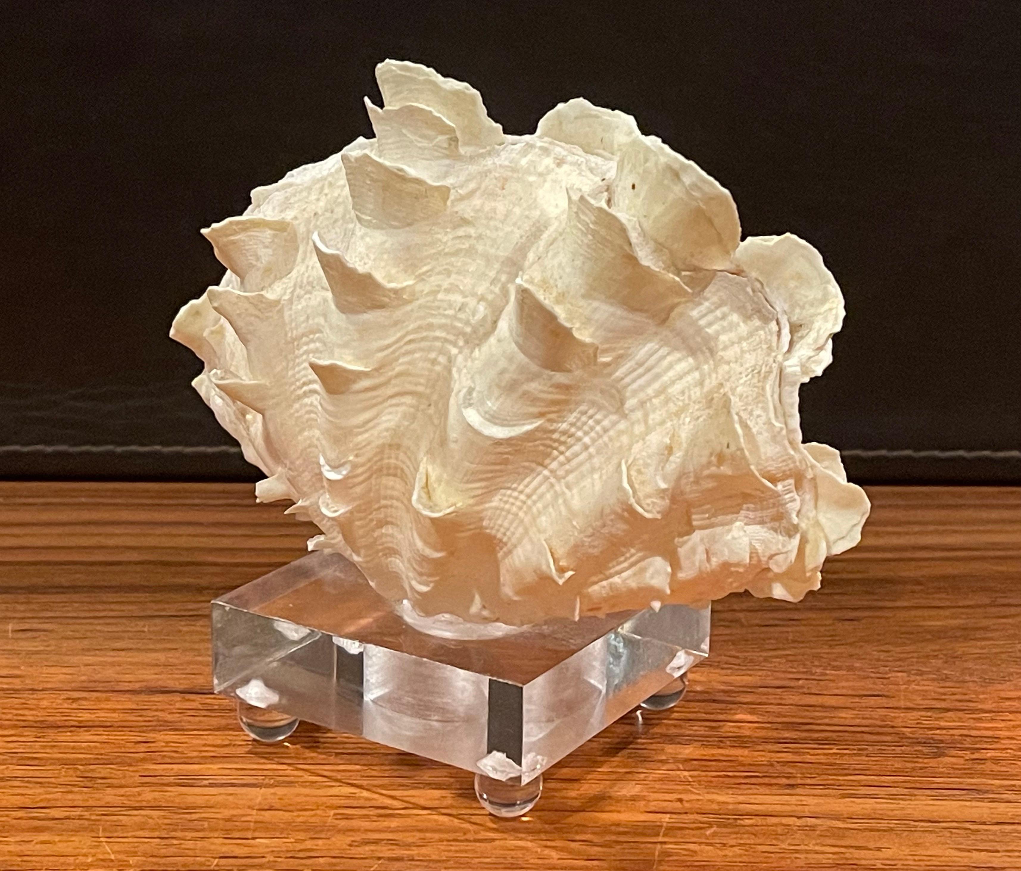 Hollywood Regency Organic Sculptural Clam Shell on Lucite Base