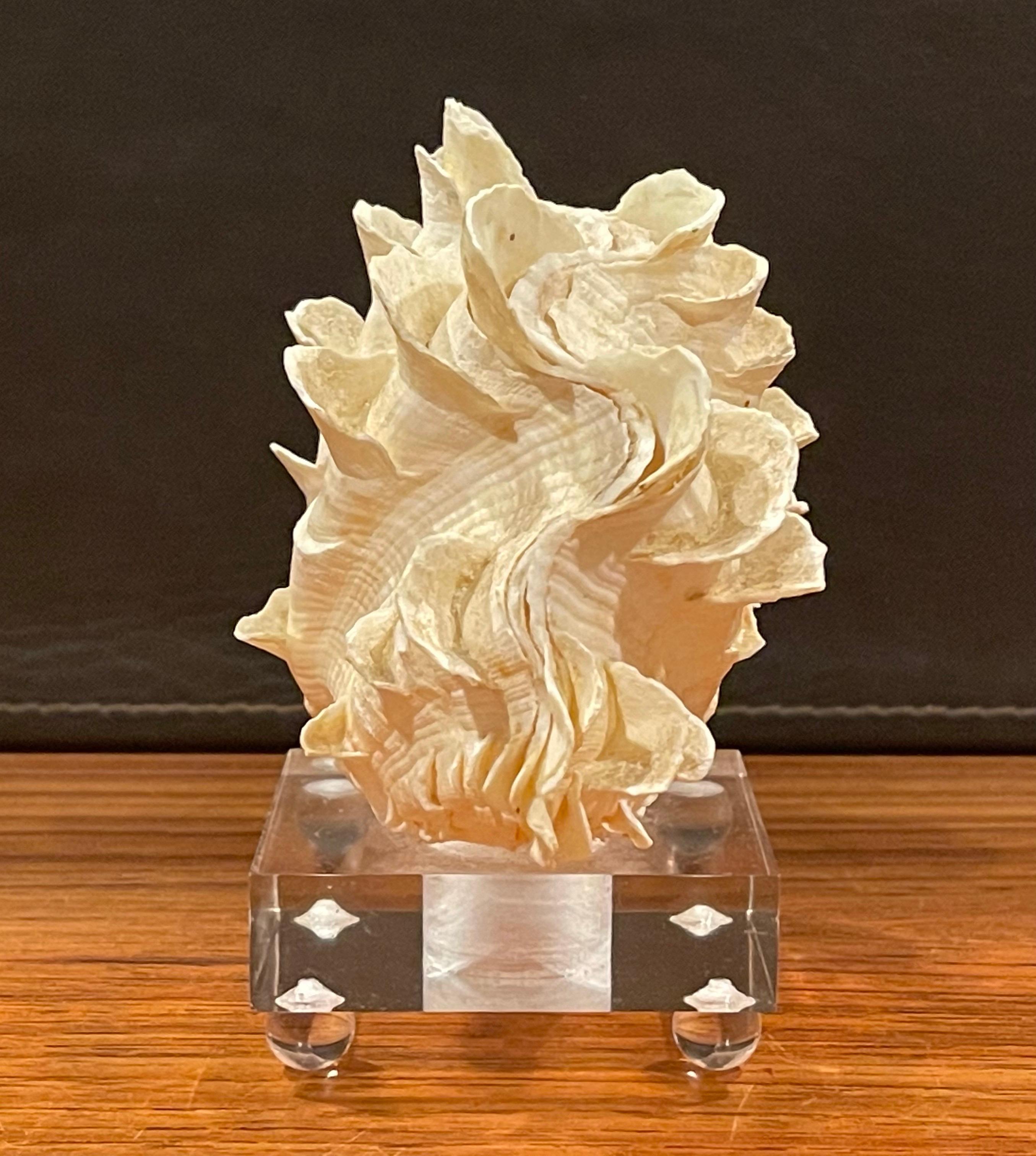 American Organic Sculptural Clam Shell on Lucite Base
