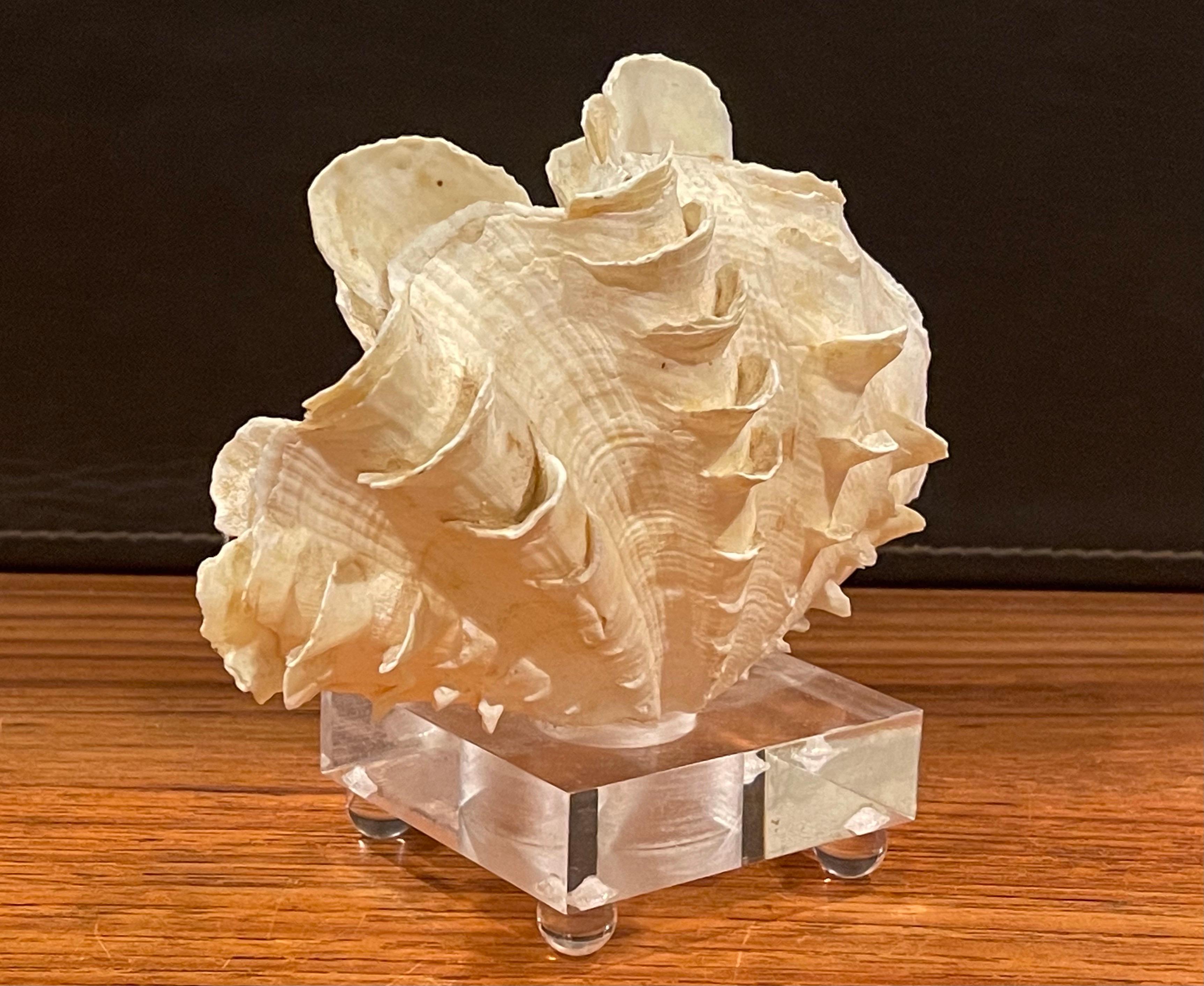 Organic Sculptural Clam Shell on Lucite Base In Good Condition In San Diego, CA
