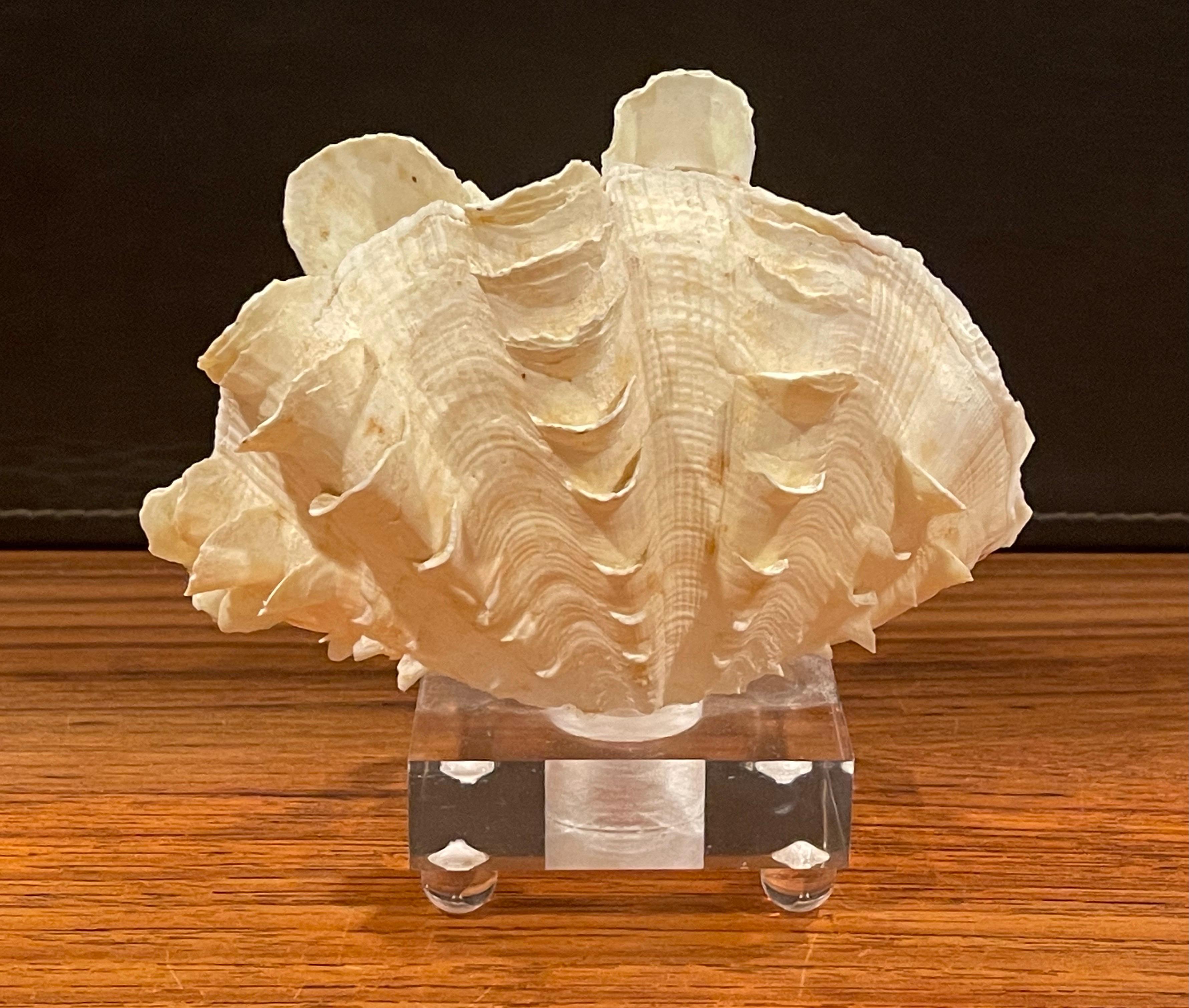 20th Century Organic Sculptural Clam Shell on Lucite Base