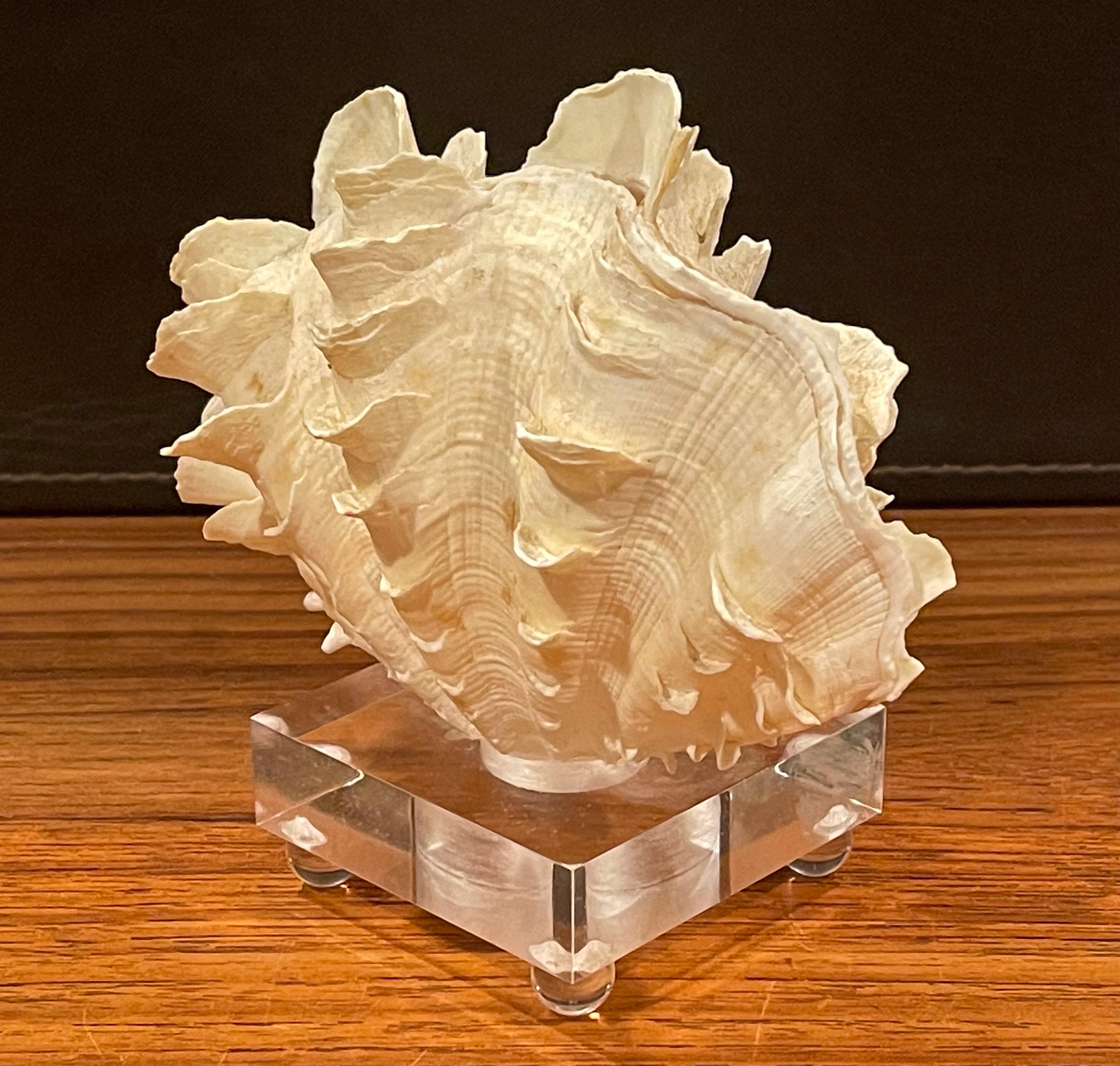 Organic Sculptural Clam Shell on Lucite Base 1