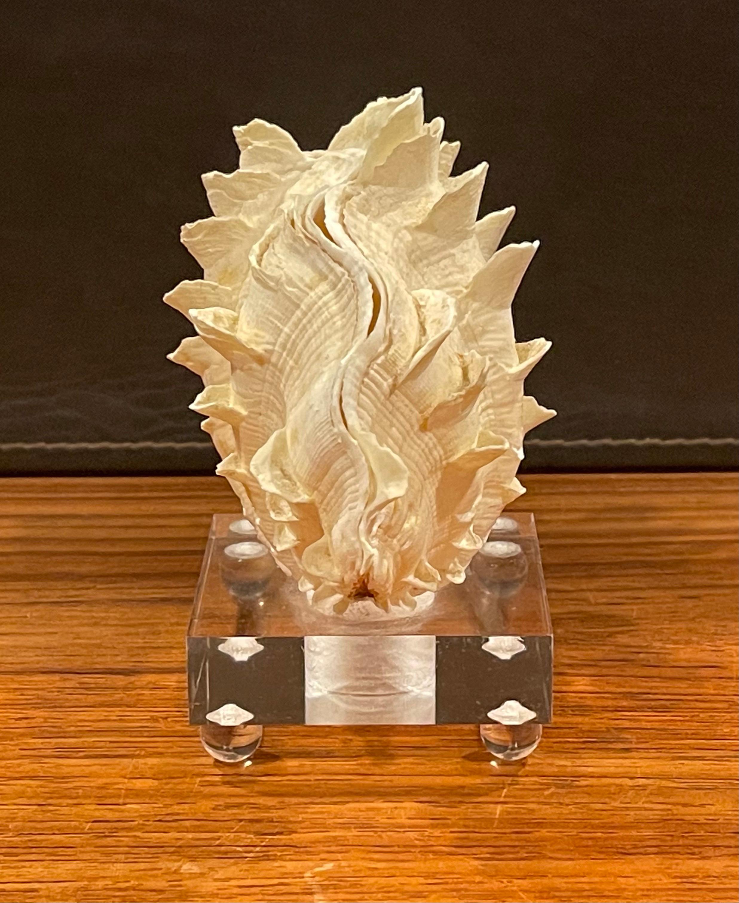 Organic Sculptural Clam Shell on Lucite Base 2