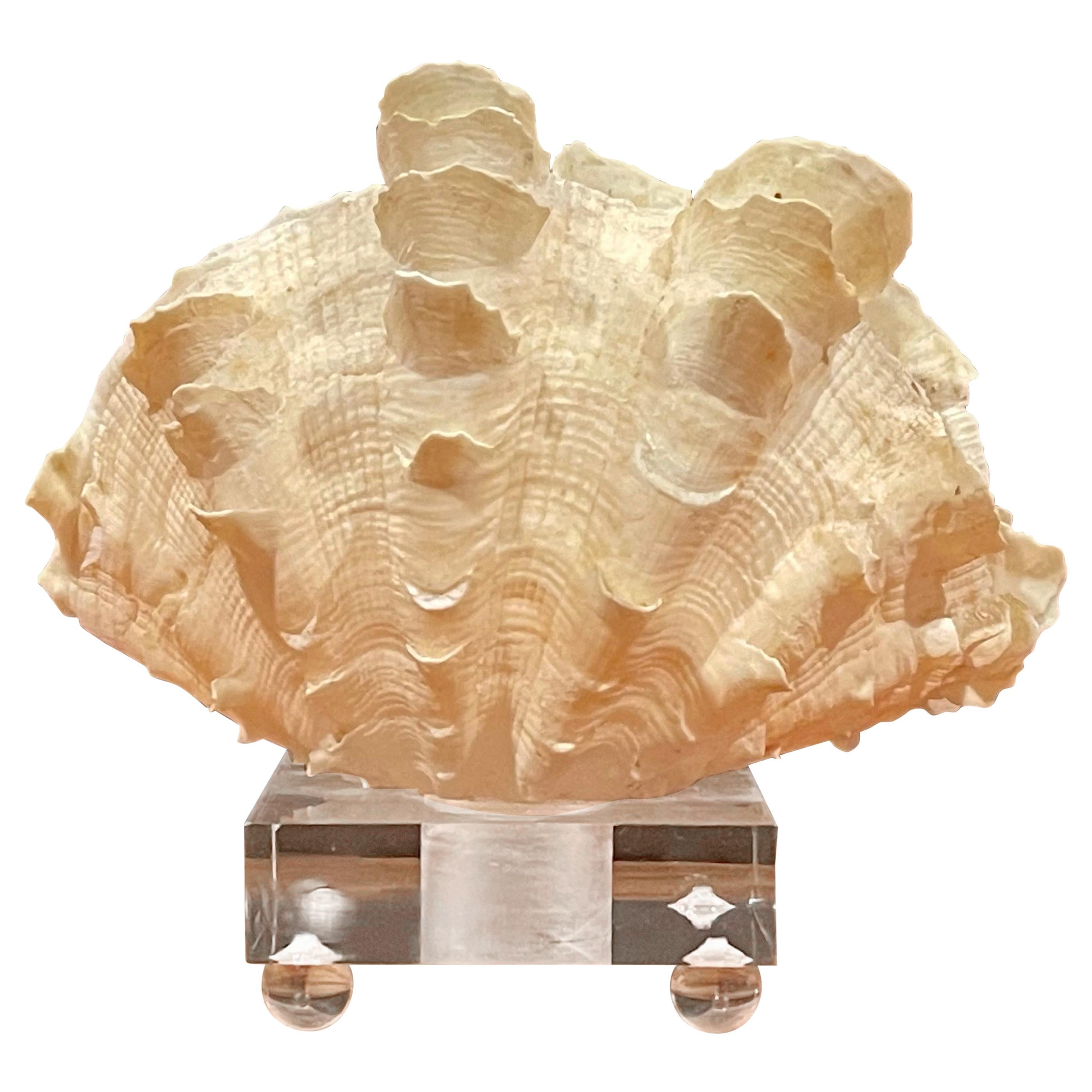 Organic Sculptural Clam Shell on Lucite Base